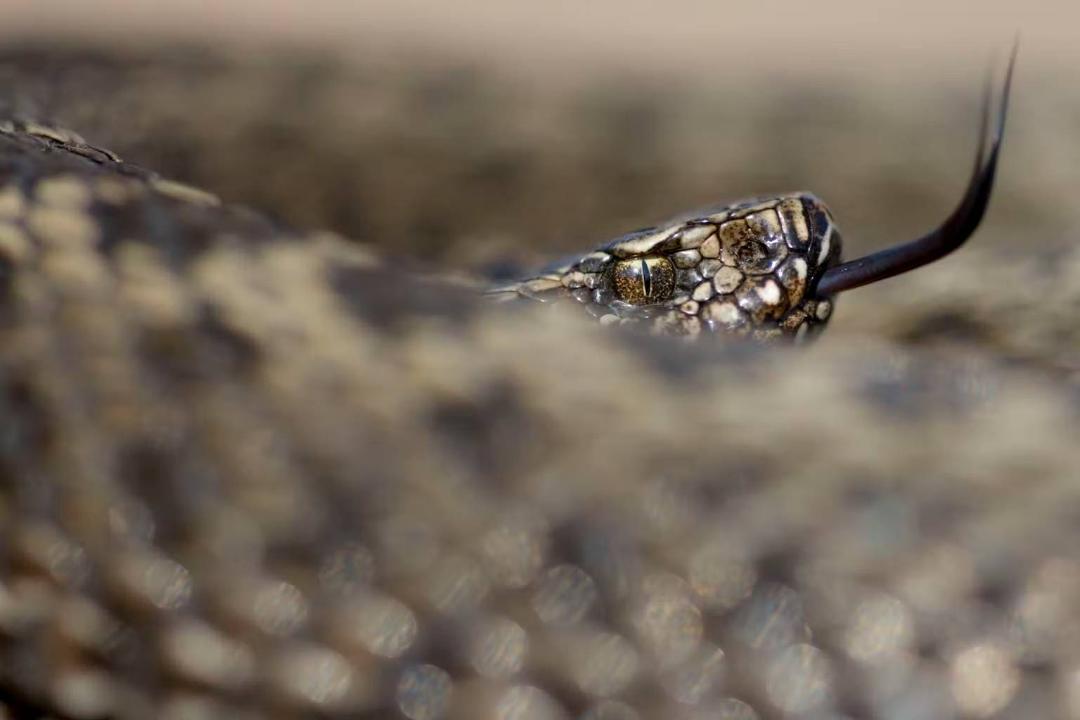 افعی استپی Vipera renardi