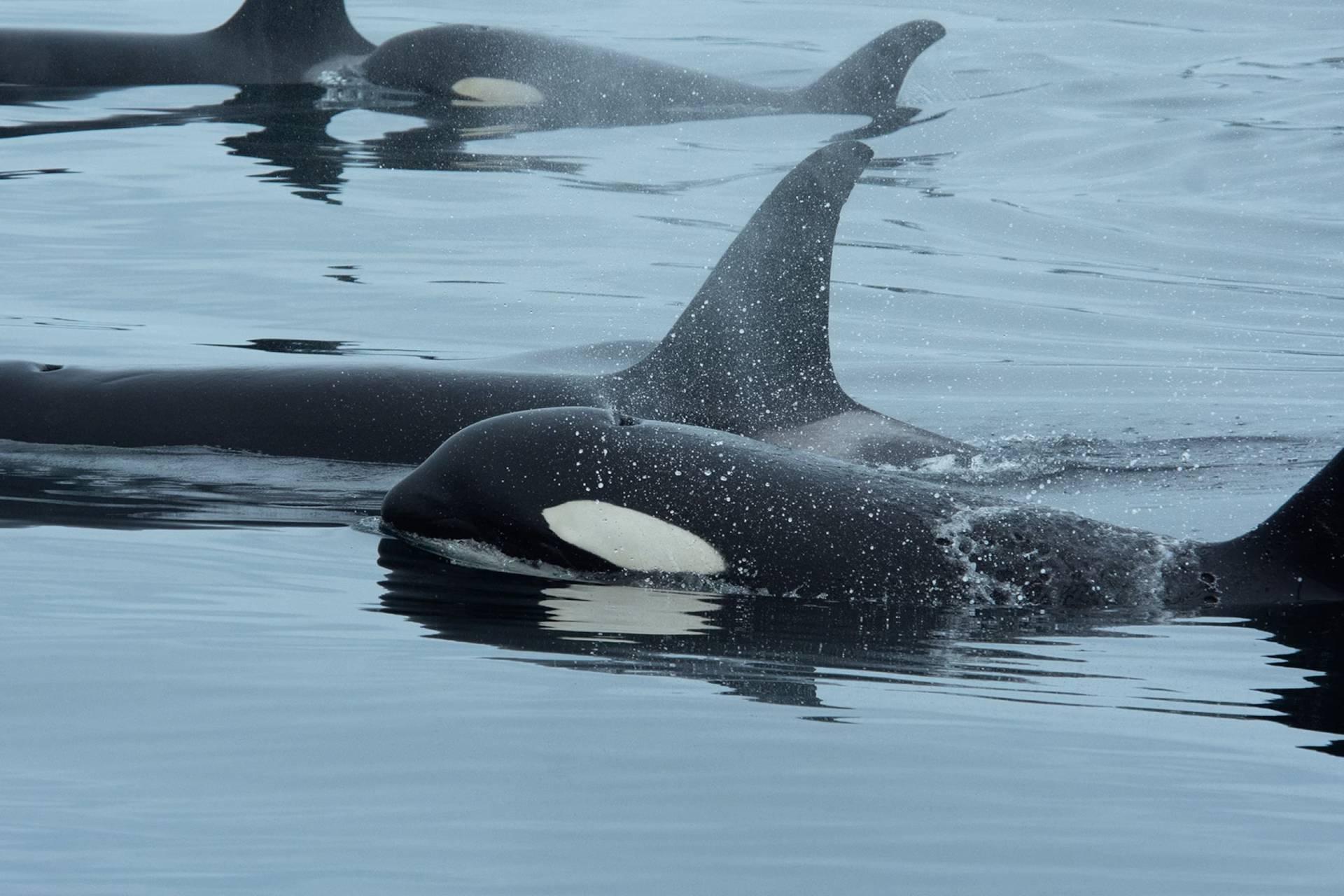 نهنگ قاتل و دلفین با هم ماهی شکار می‌کنند