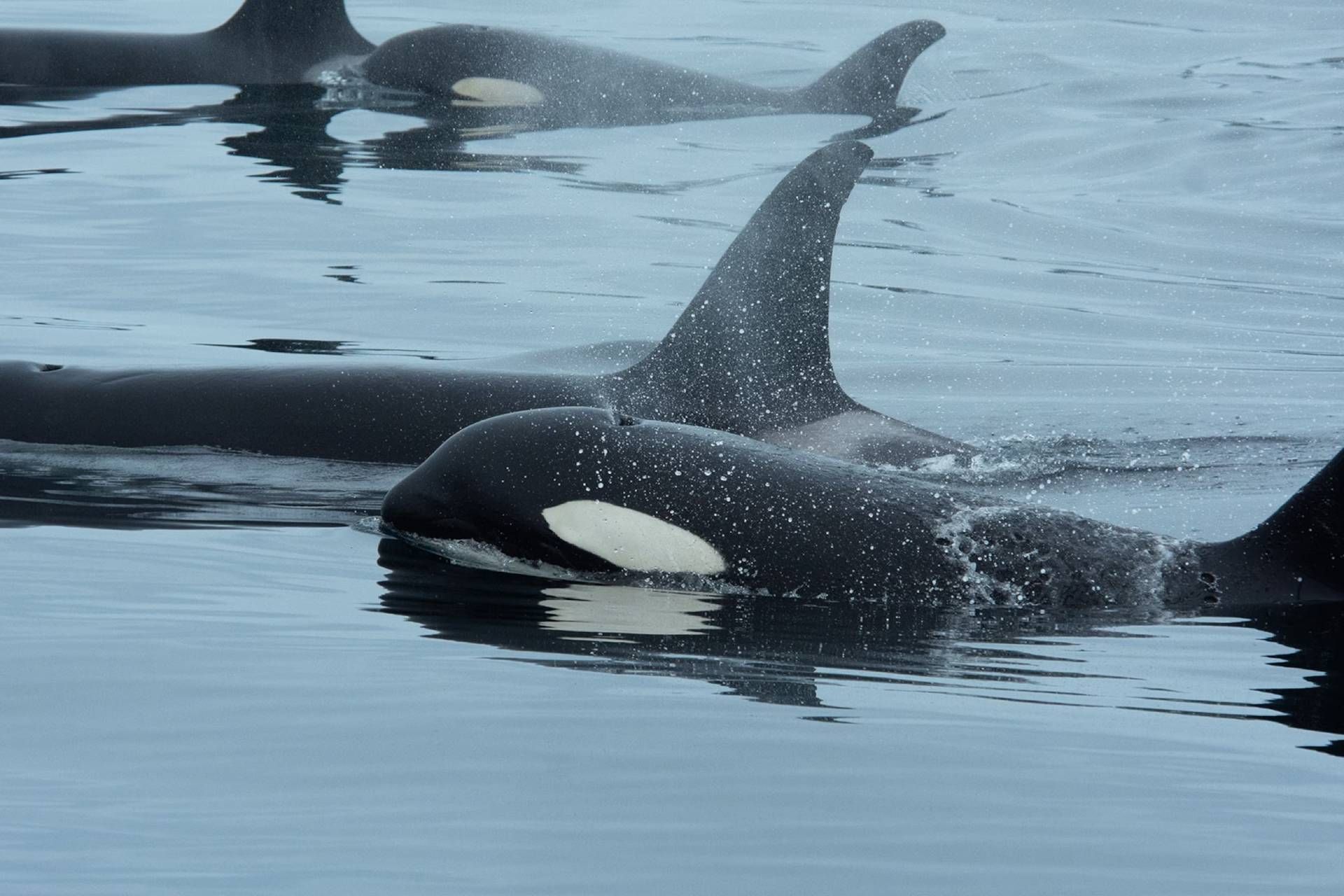 نهنگ قاتل و دلفین با هم ماهی شکار می‌کنند