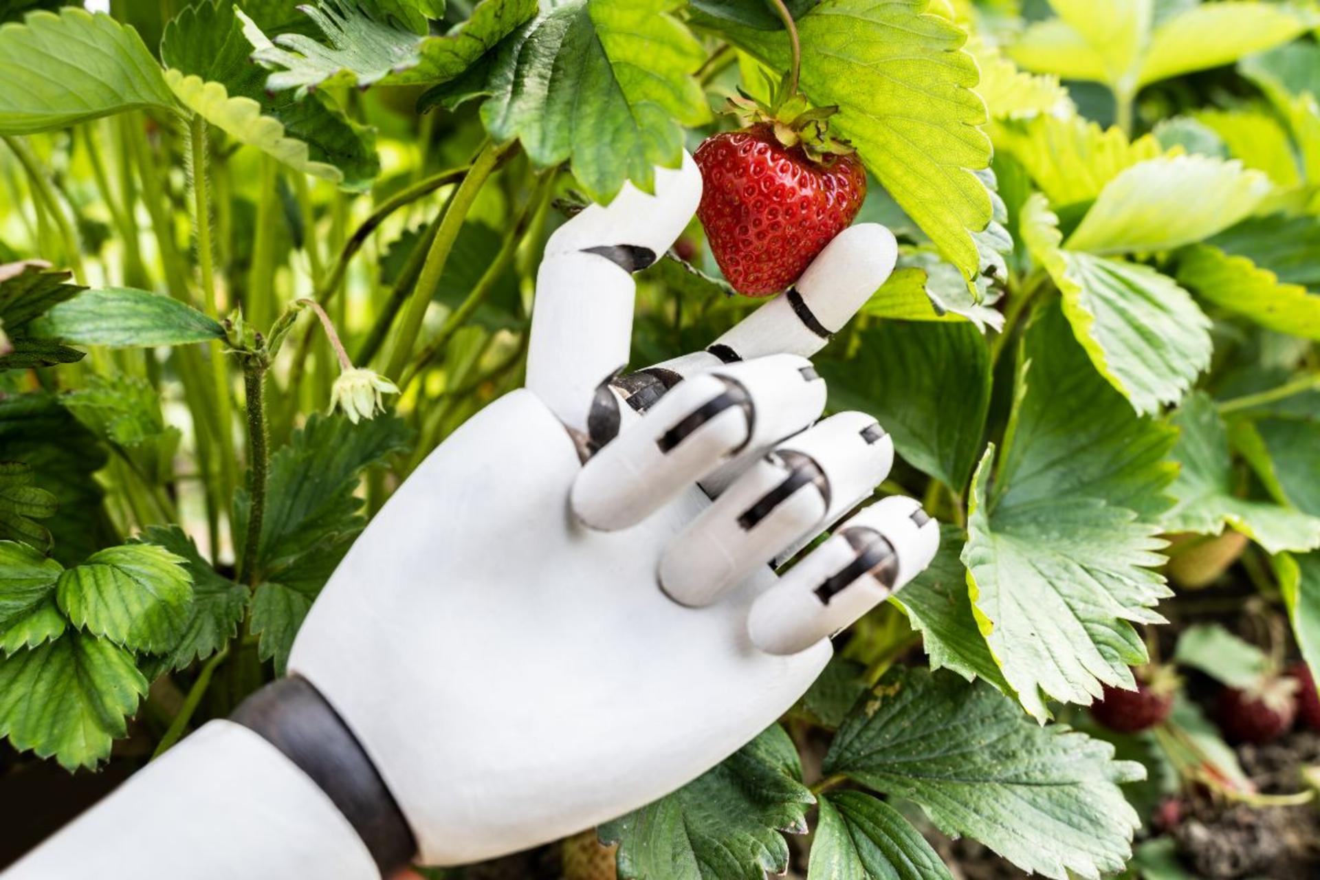 When chatbots fail against strawberries