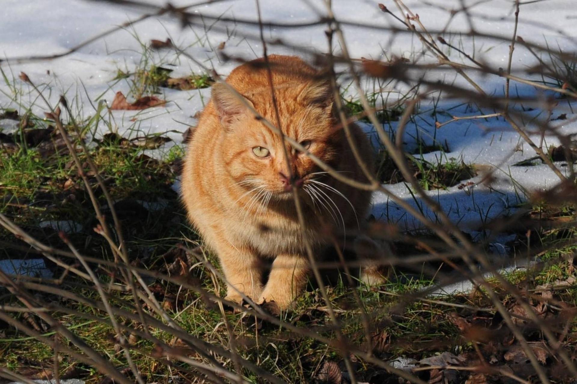 مرد بریتانیایی پس از گاز گرفته شدن توسط گربه به عفونتی ناشناخته مبتلا شد