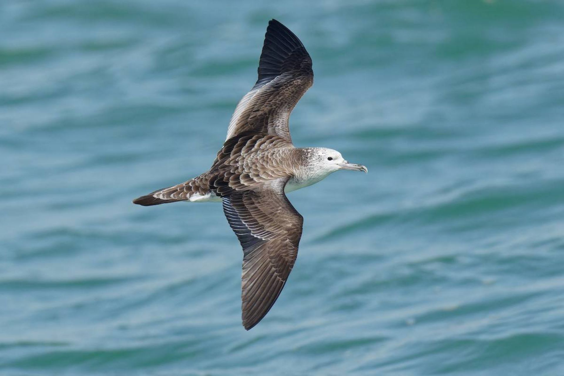 کبوتر دریایی رگه دار