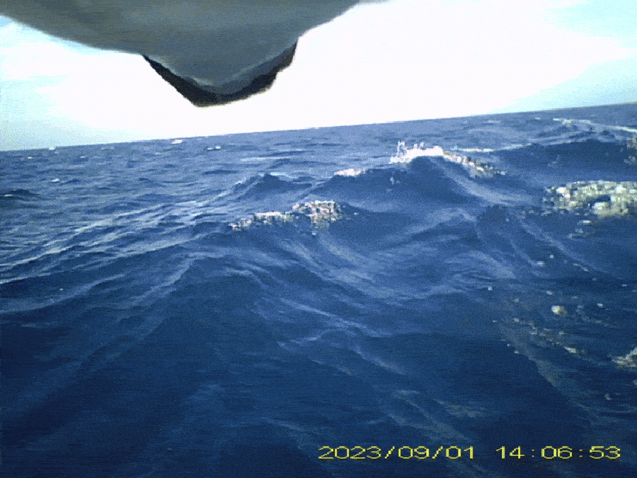 چشم‌انداز دریا و آسمان آبی از نگاه دوربین نصب‌شده روی شکم پرنده