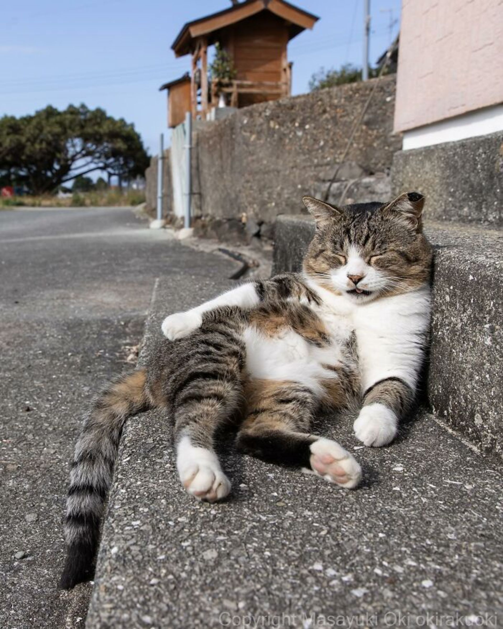 گربه لم داده روی پله