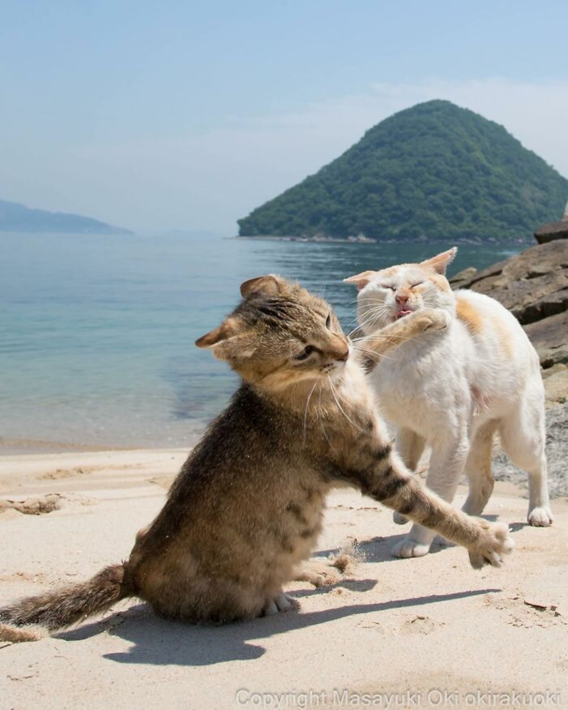 گربه ها در ساحل - چک زدن گربه ها به هم