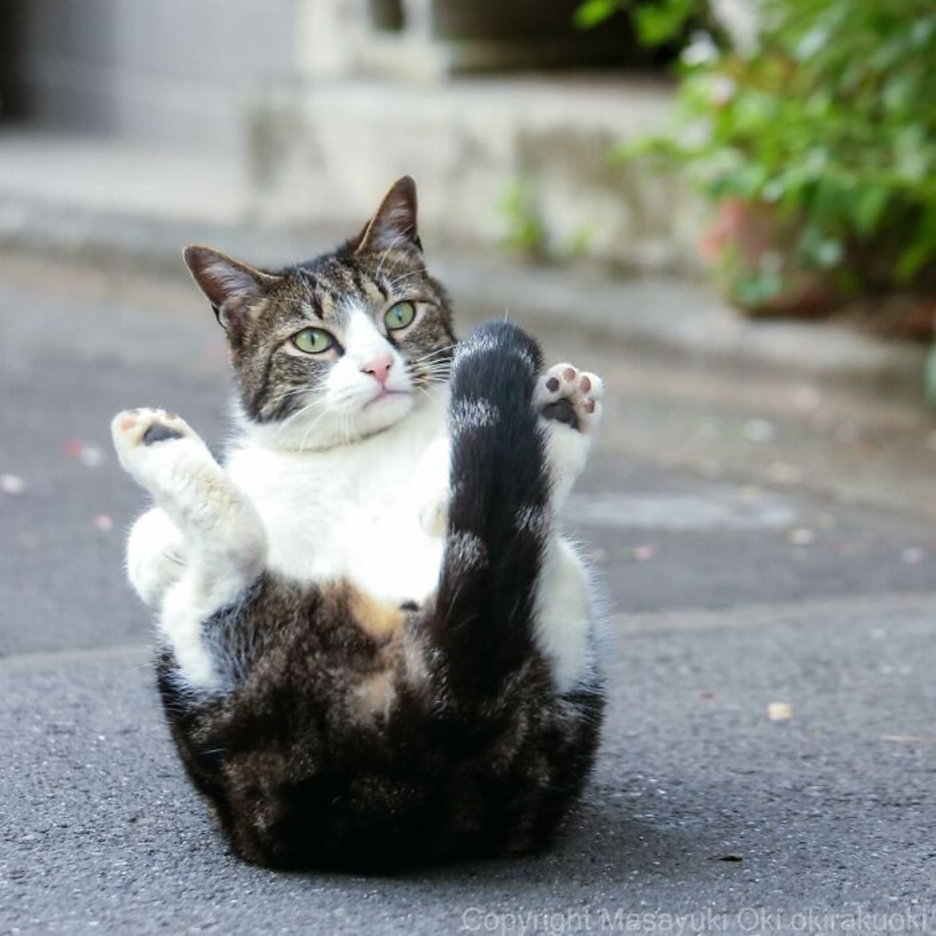 گربه در حالت گهواره