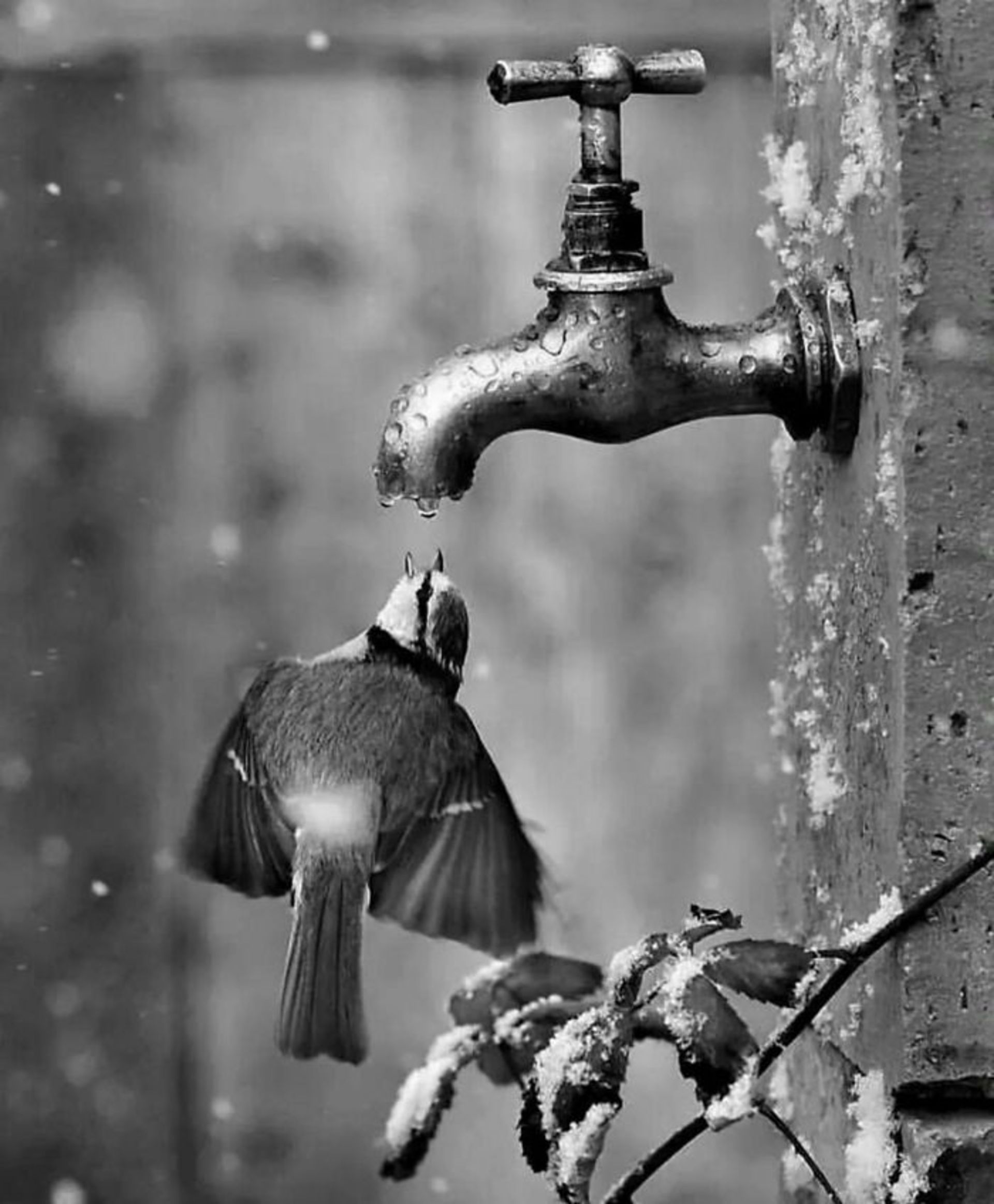پرنده در حال نوشیدن آب از شیر
