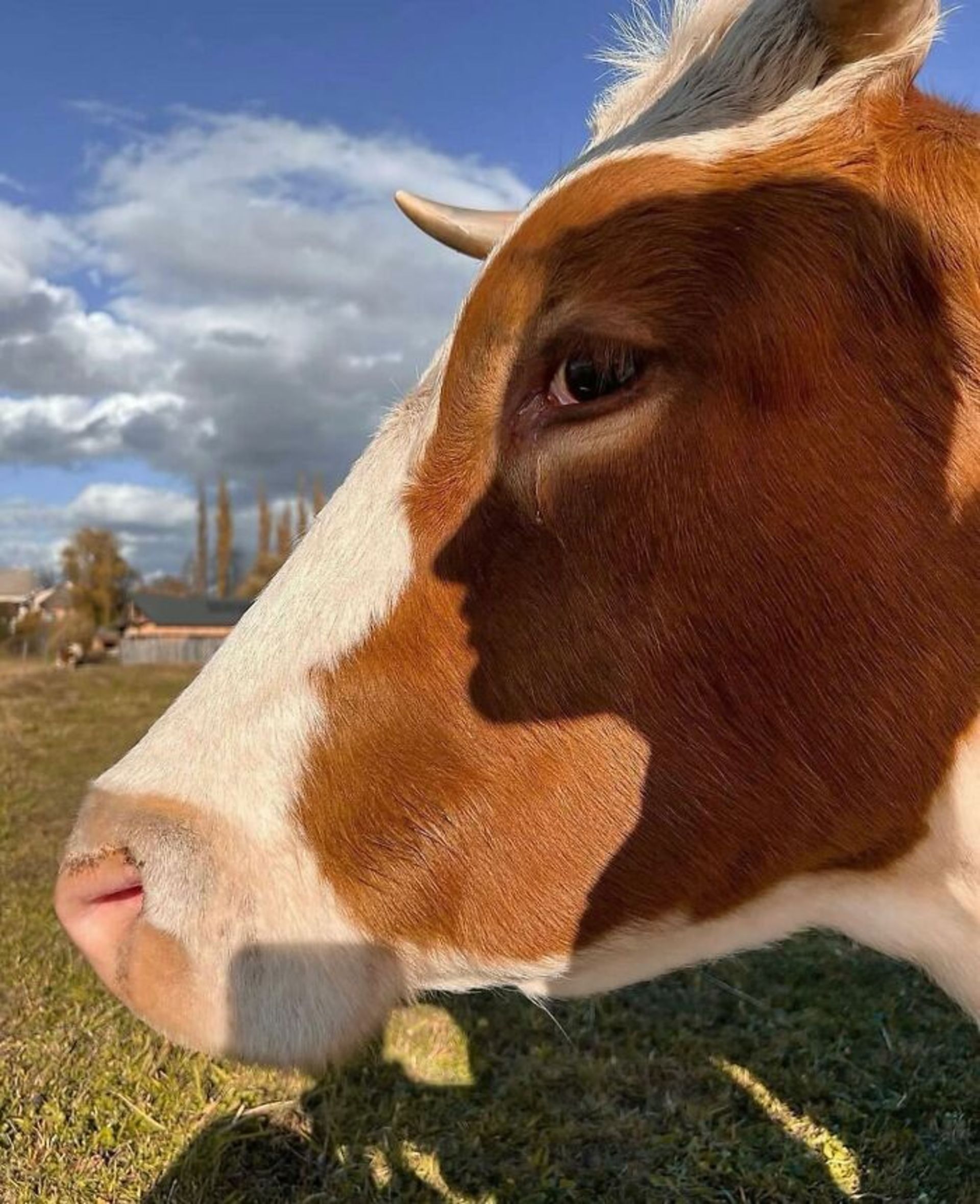 سایه صورت انسان روی صورت گاو