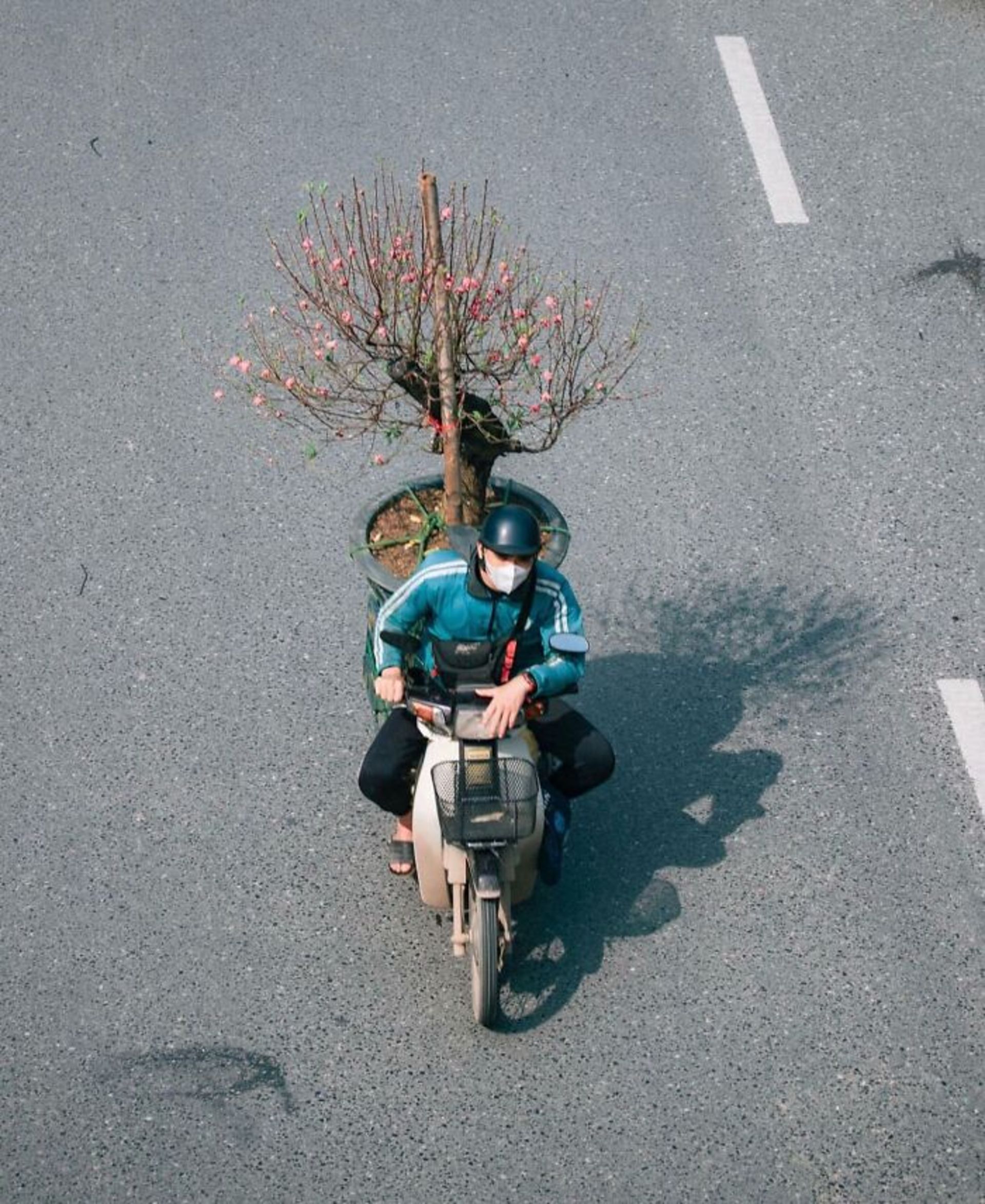 موتورسوار با گلدان پرشکوفه در پشت