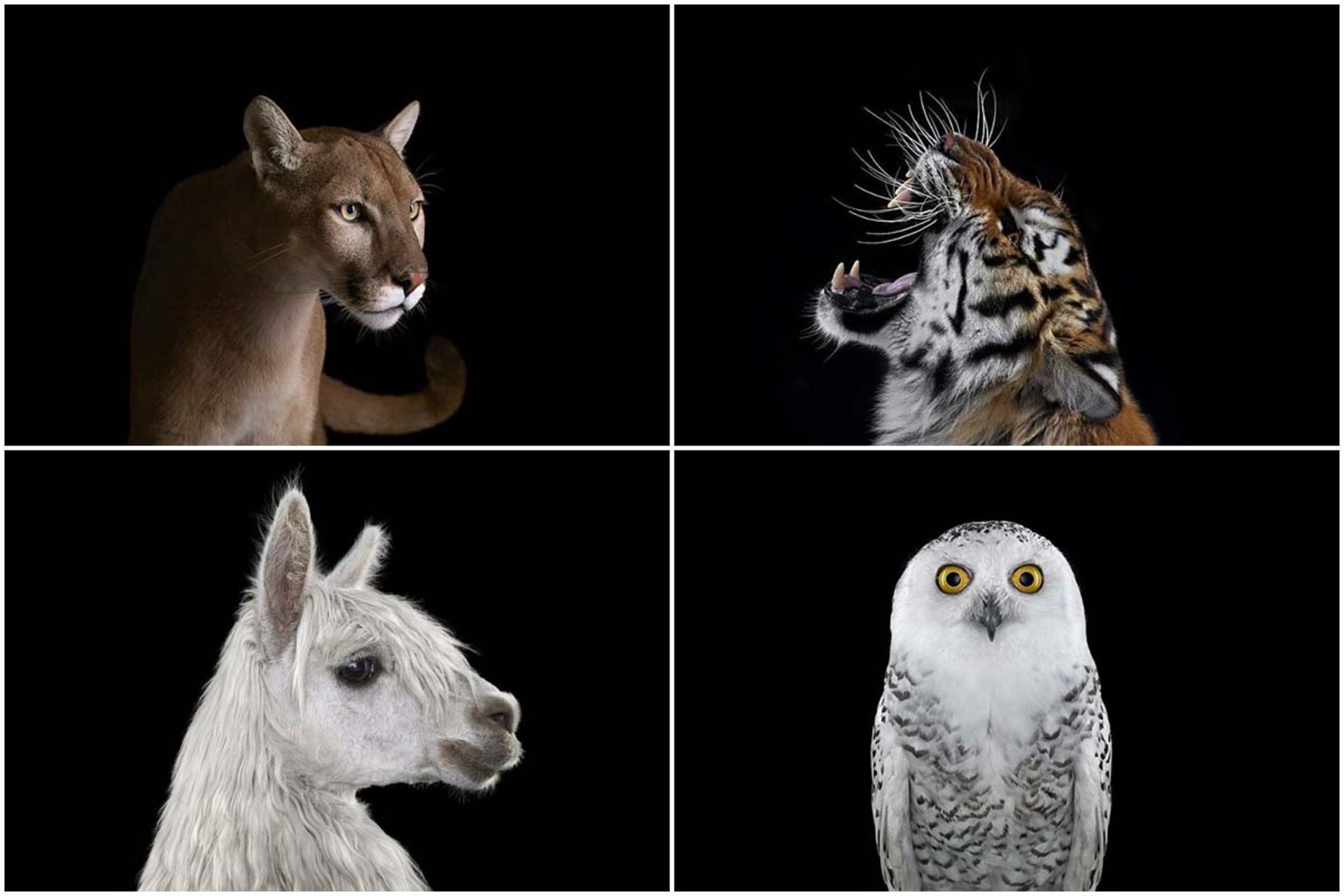 پرتره حیوانات وحشی