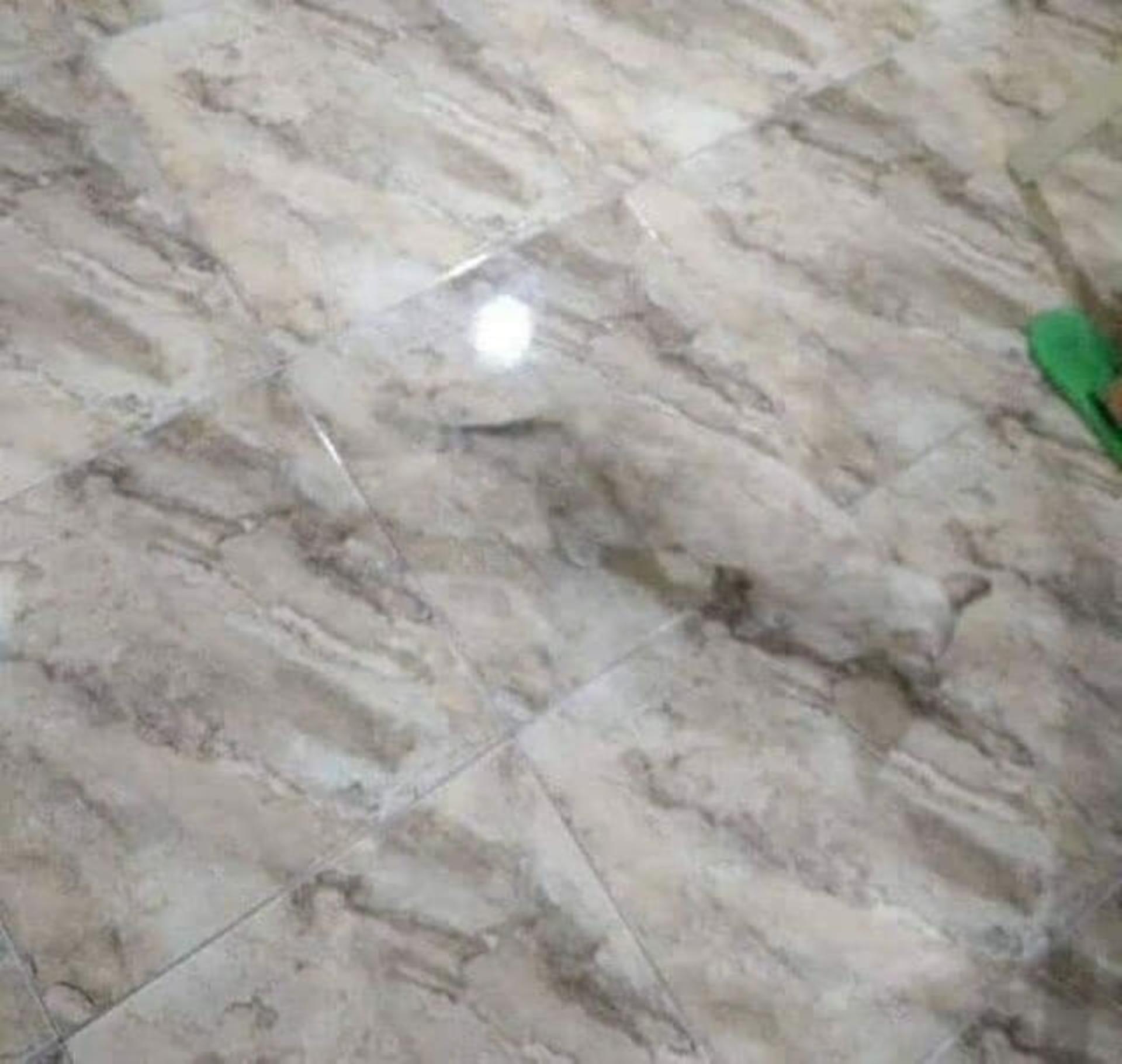 تصویری خنده‌دار از جایگزینی عجیب برای گربه