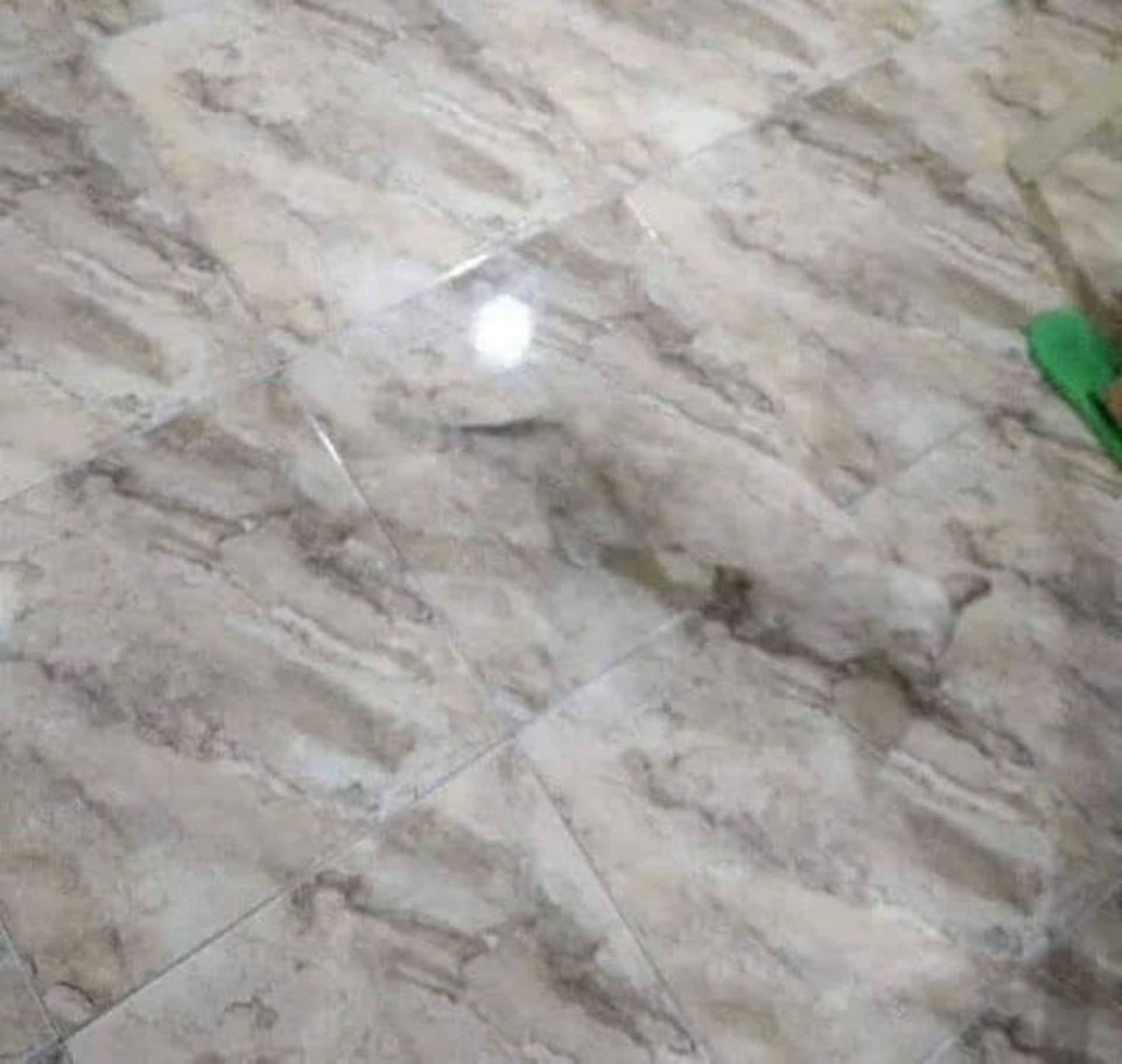 تصویری خنده‌دار از جایگزینی عجیب برای گربه