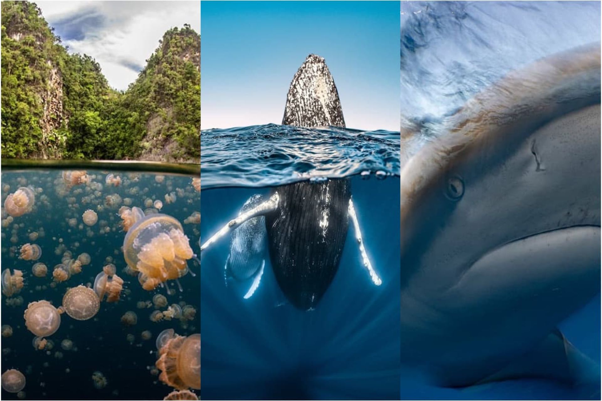 مسابقه روز جهانی اقیانوس‌ ها