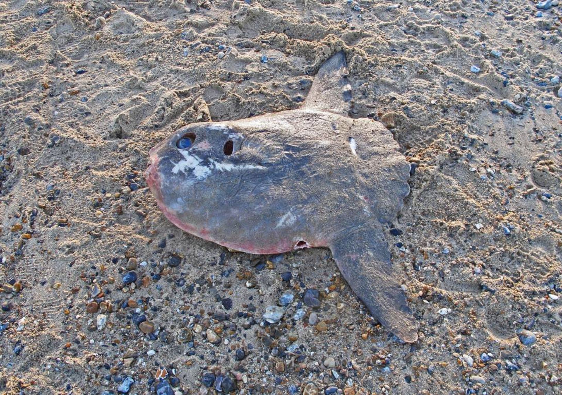 خورشید ماهی اقیانوسی مرده در ساحل