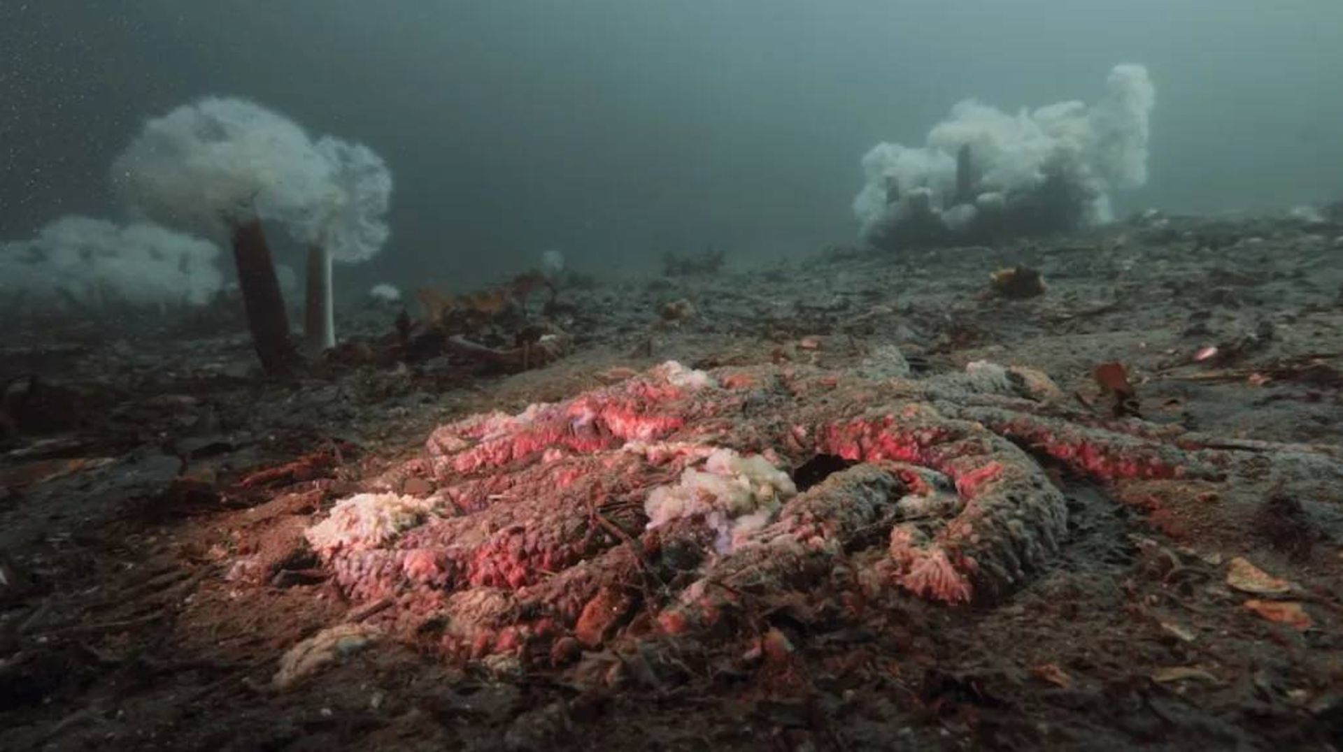 ستاره دریایی بیمار