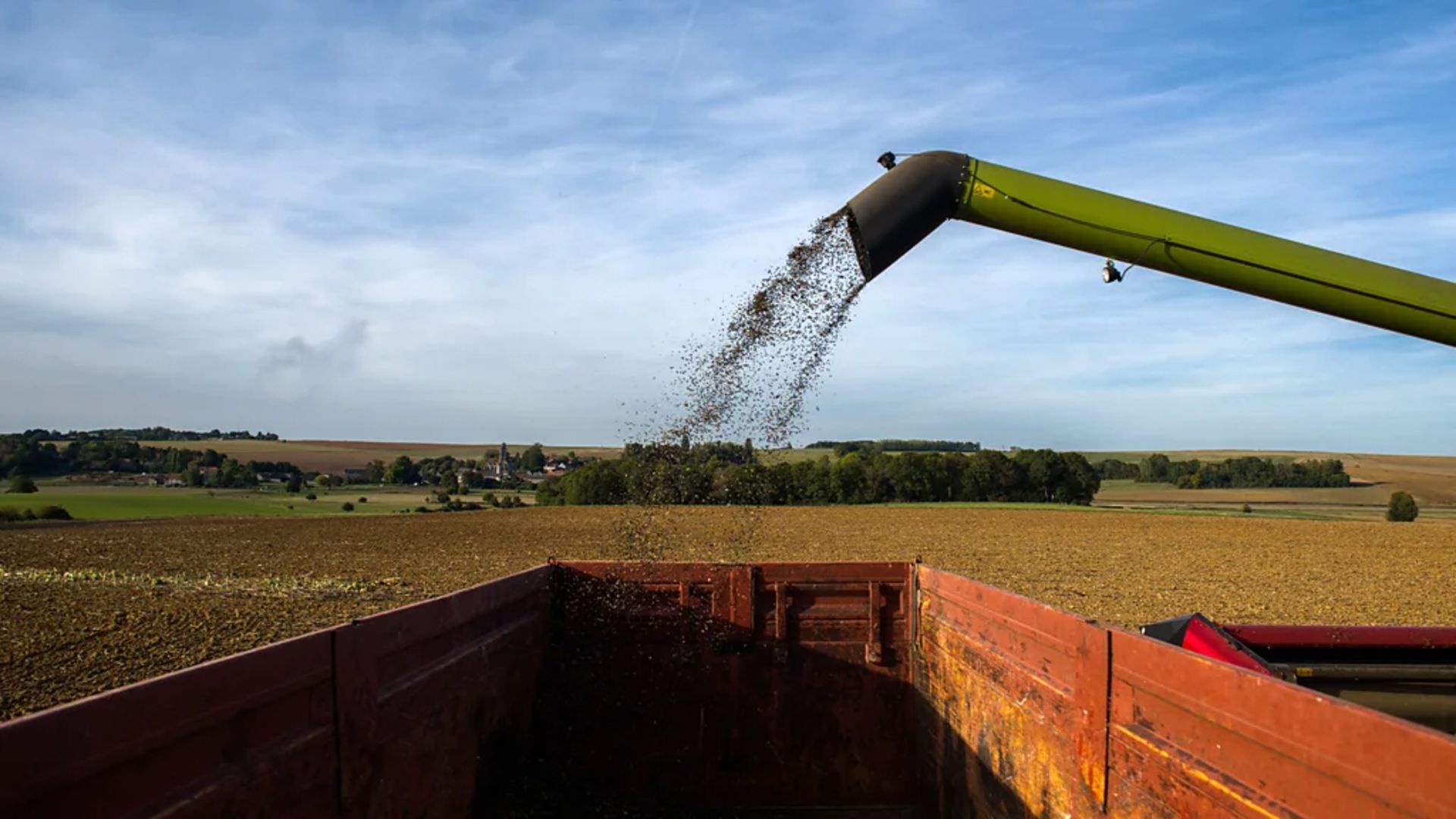 دانه آفتابگردان
