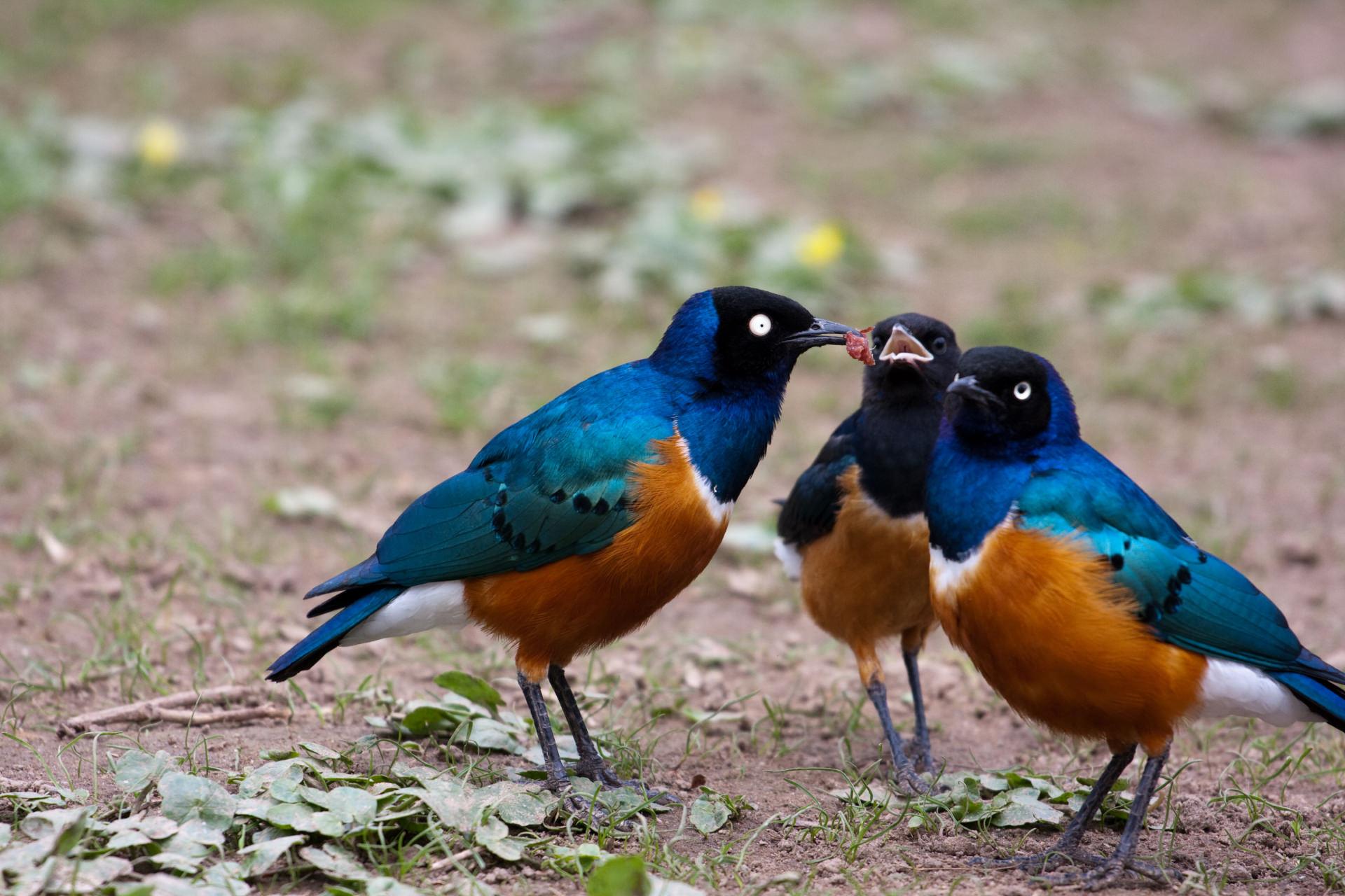 کشف نوع‌دوستی در پرندگان؛ سارها با همکاری متقابل نسل خود را حفظ می‌کنند