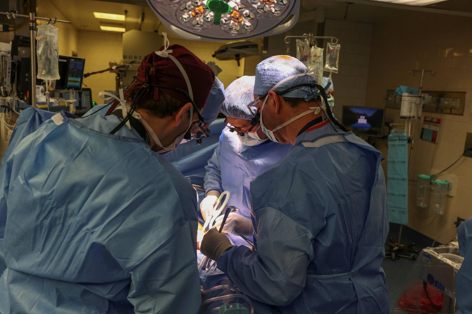جراحان در حال پیوند کلیه خوک به انسان