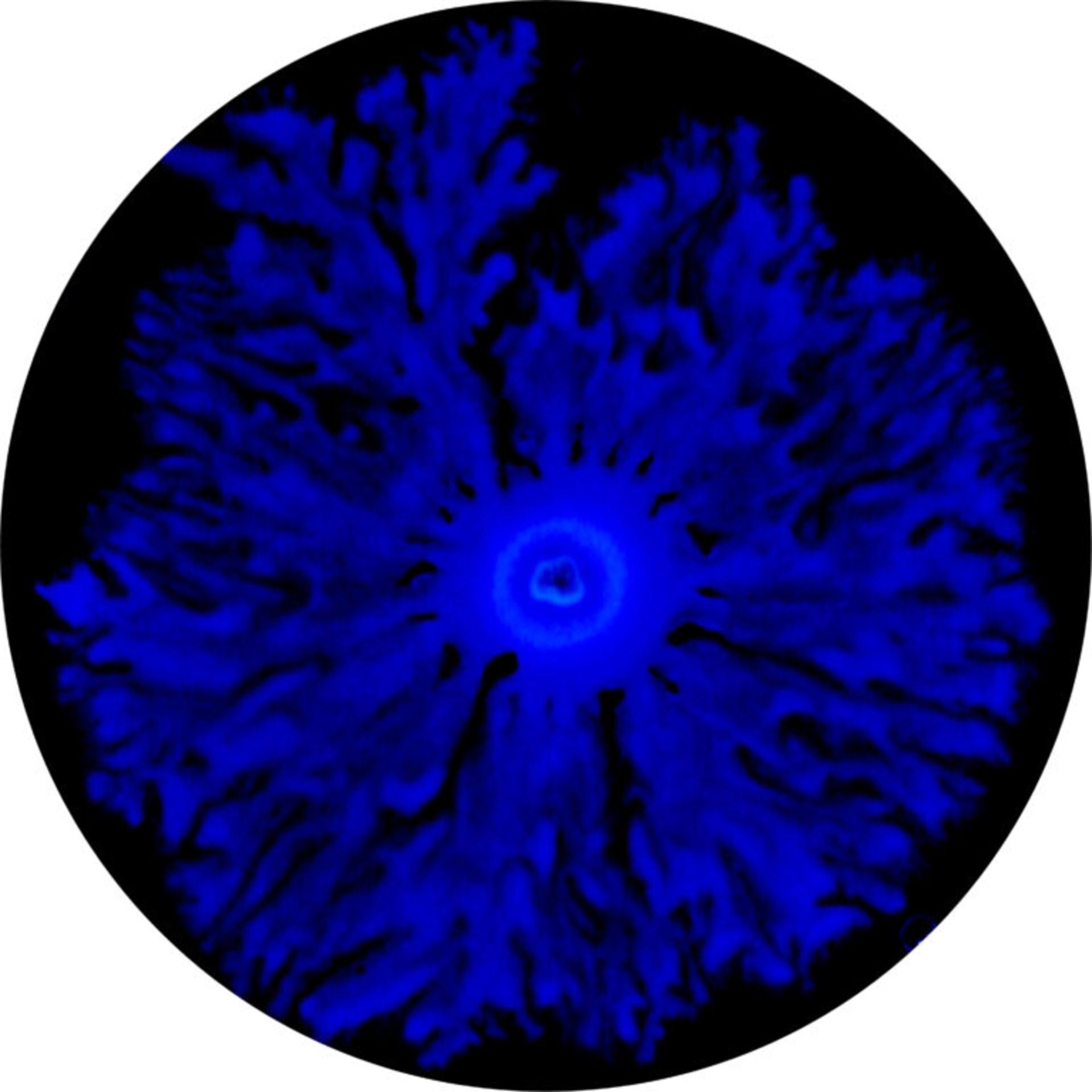 ازدحام باکتری‌ها روی یک صفحه آزمایشگاهی