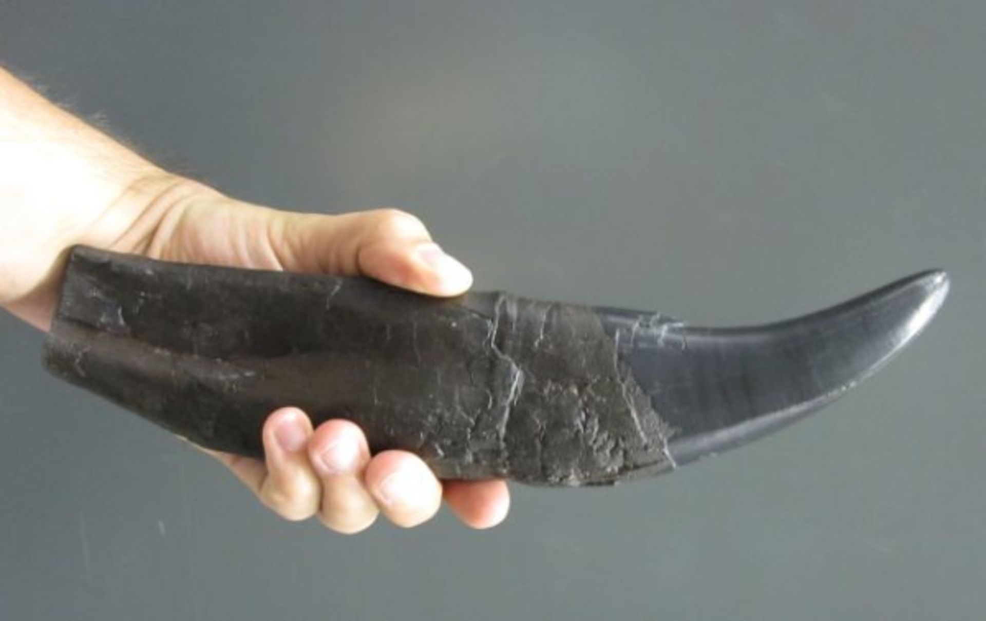 دندان تی رکس در دست انسان زمینه خاکستری