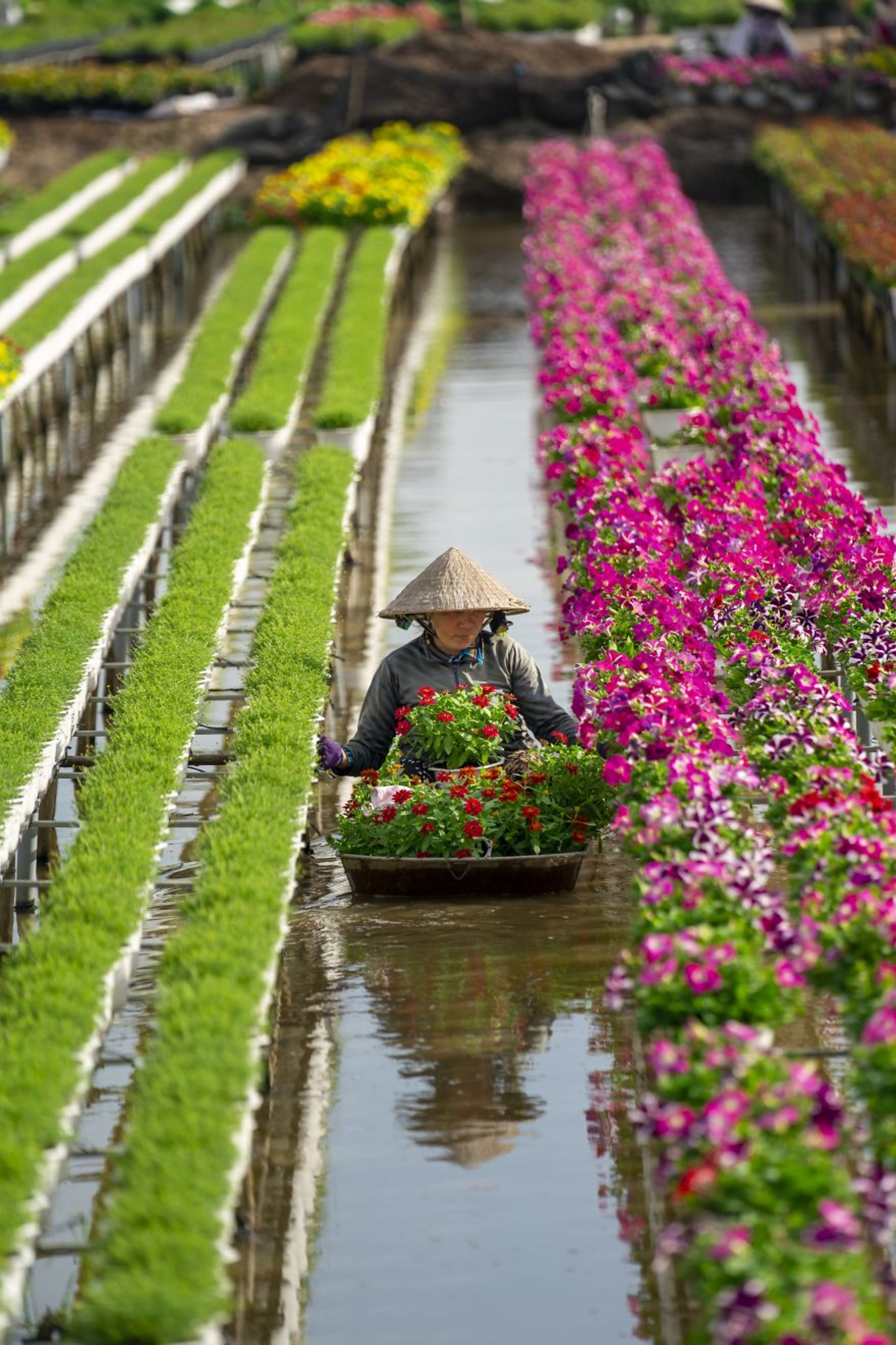 کارگر در حال رسیدگی به گل ها