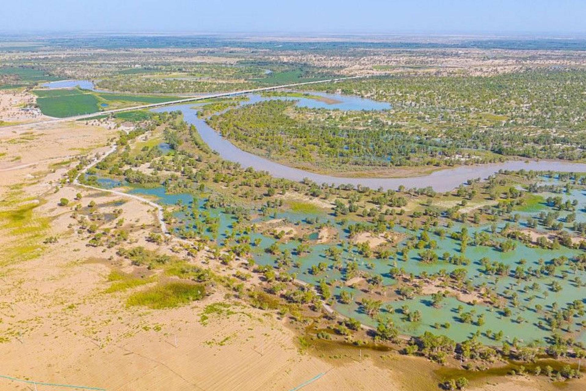 درختکاری بیابان تکله‌مکان