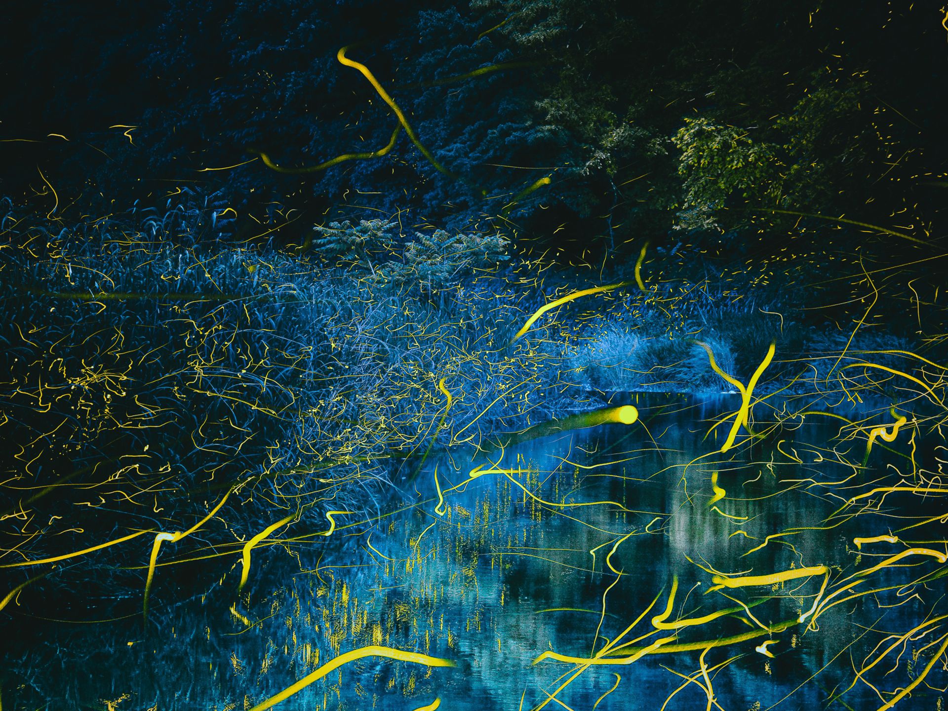 برنده دست شب مسابقه عکاسی قناری ۲۰۲۳