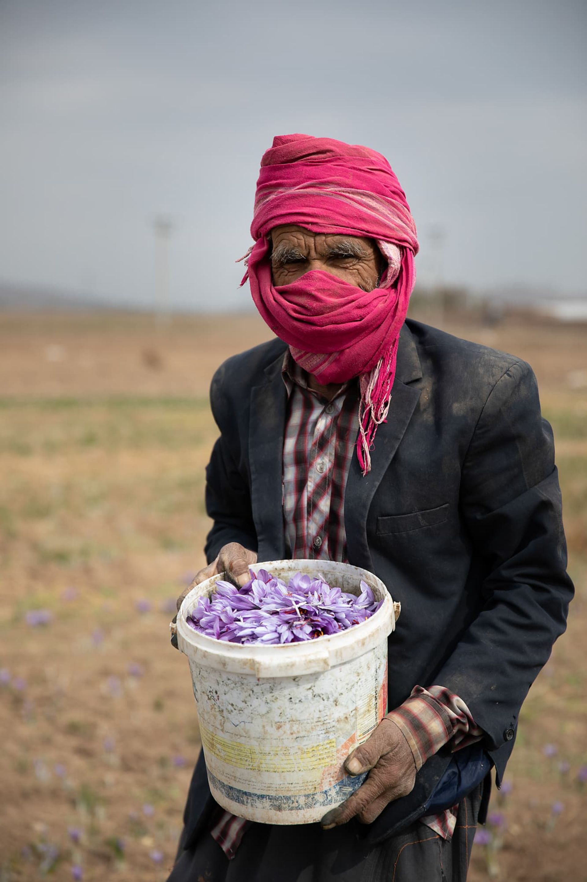  زعفران چینی