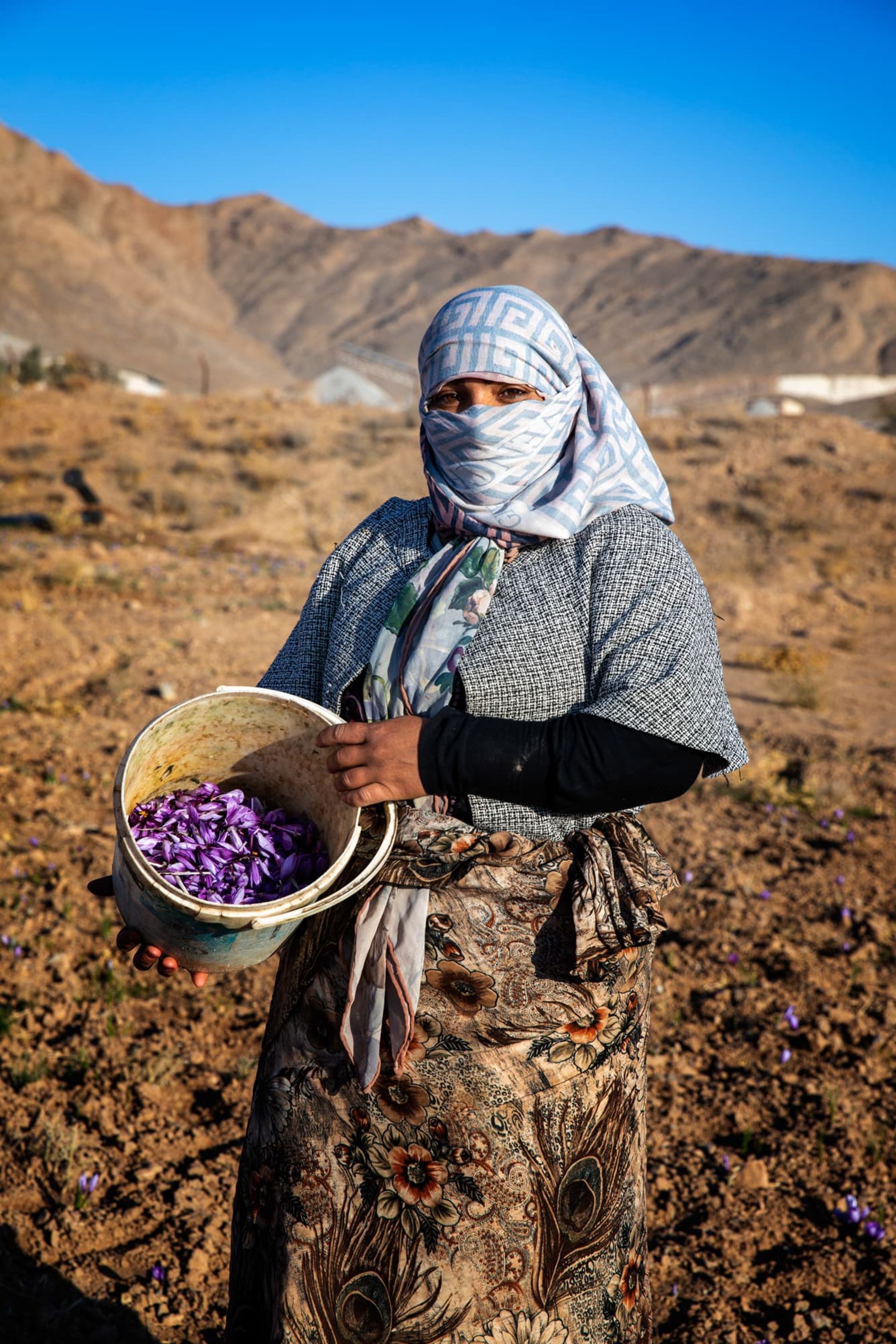  زعفران چینی