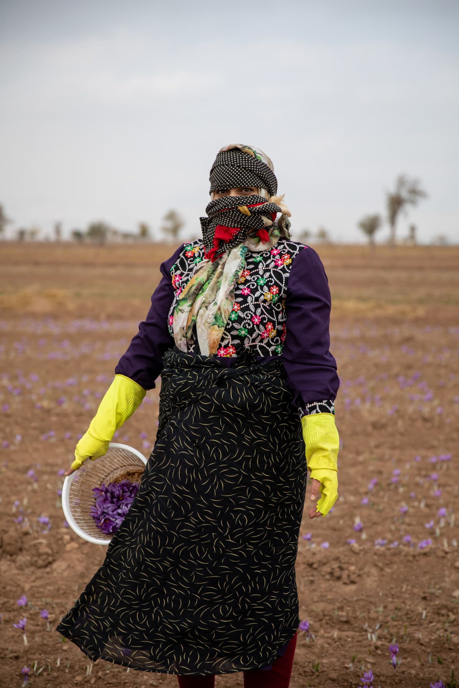  زعفران چینی