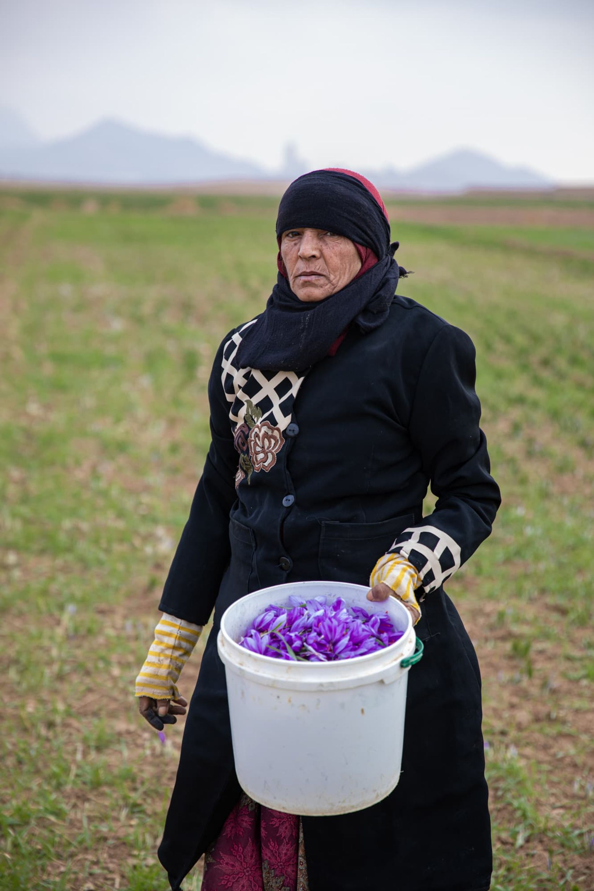  زعفران چینی