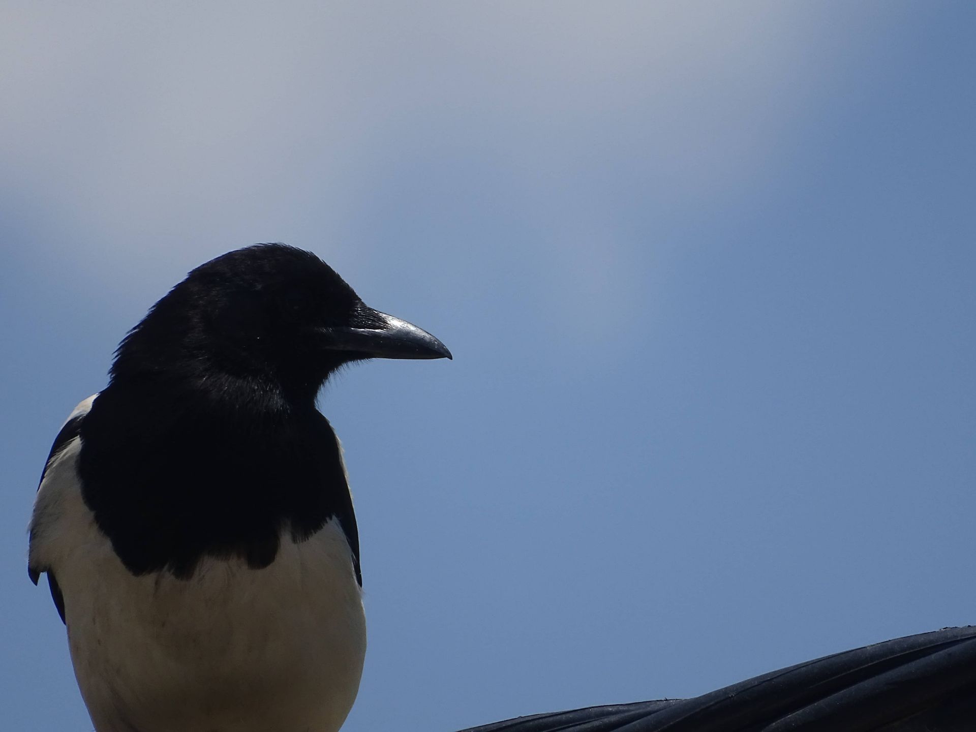 کلاغ نیمرخ آسمان