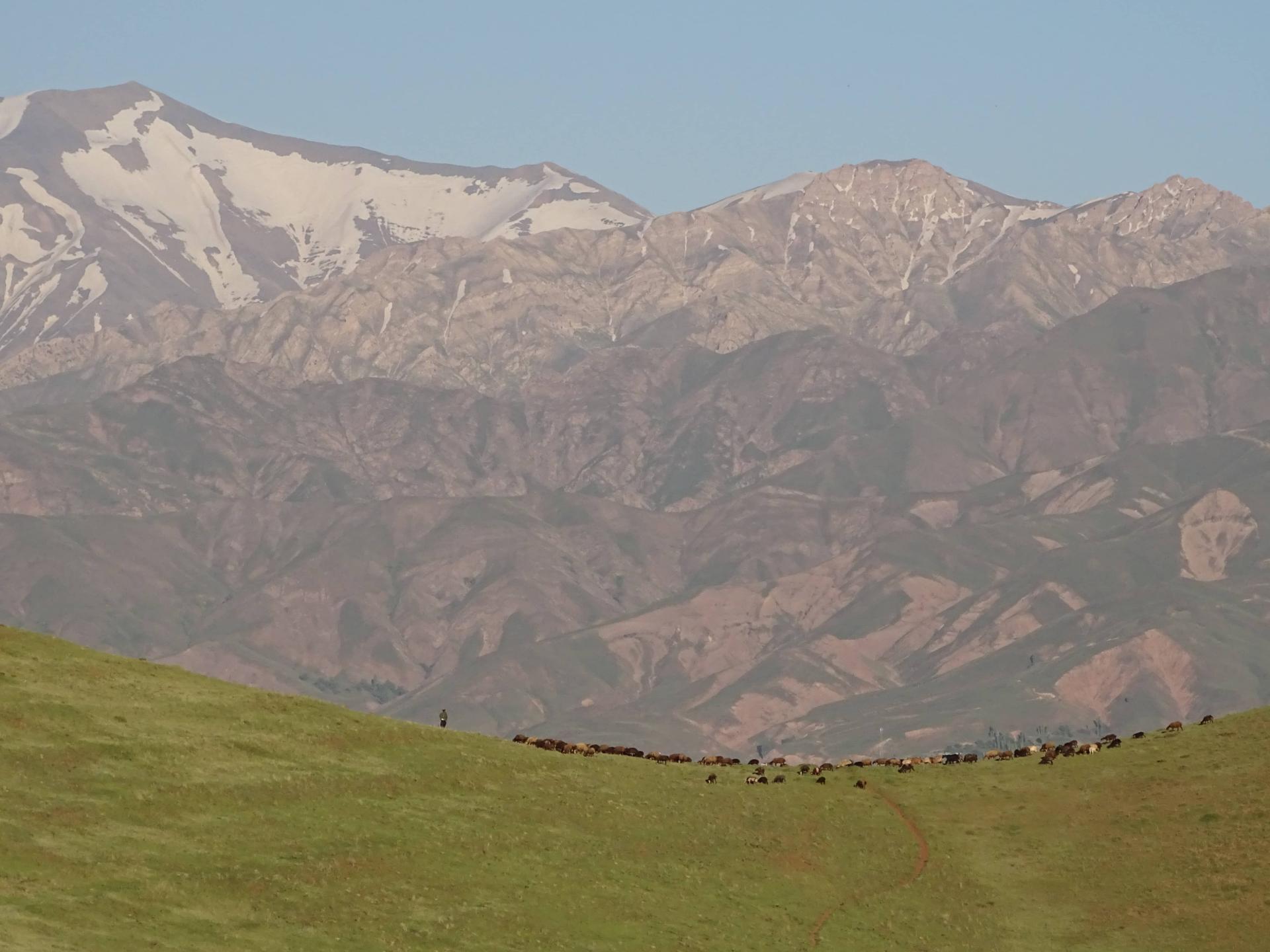 کوه سبز طالقان 