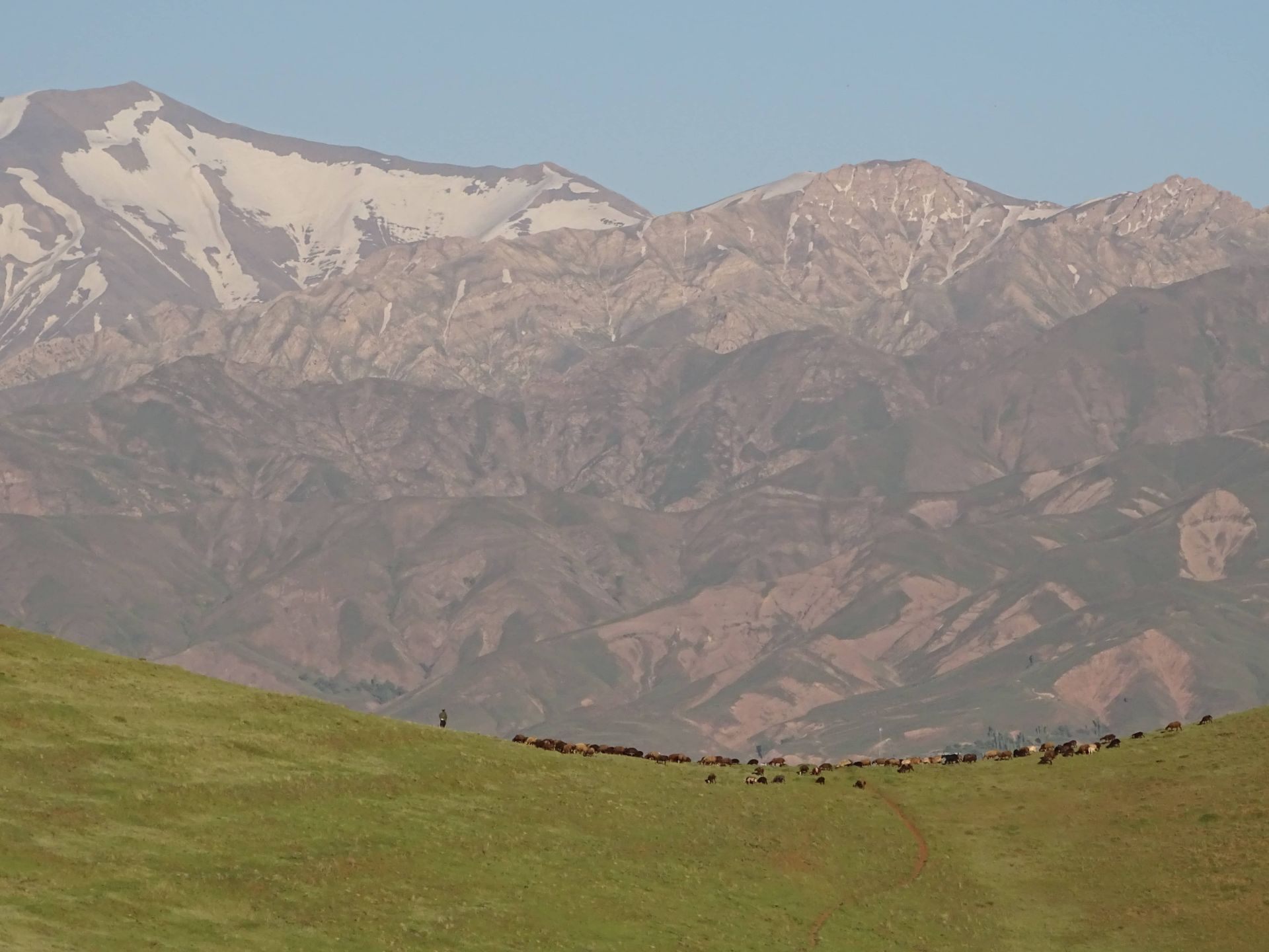 کوه سبز طالقان 