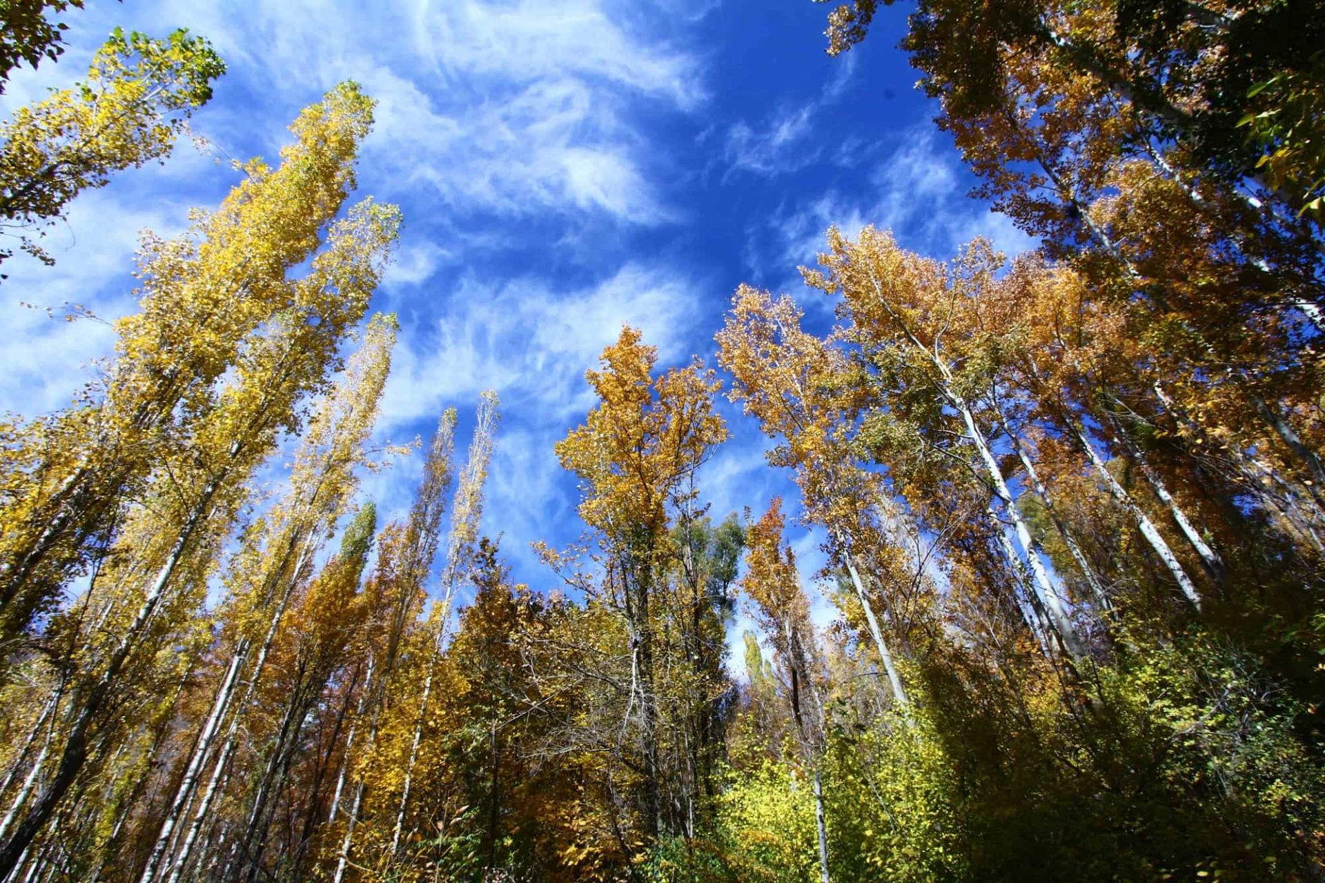 طبیعت طالقان درختان و آسمان