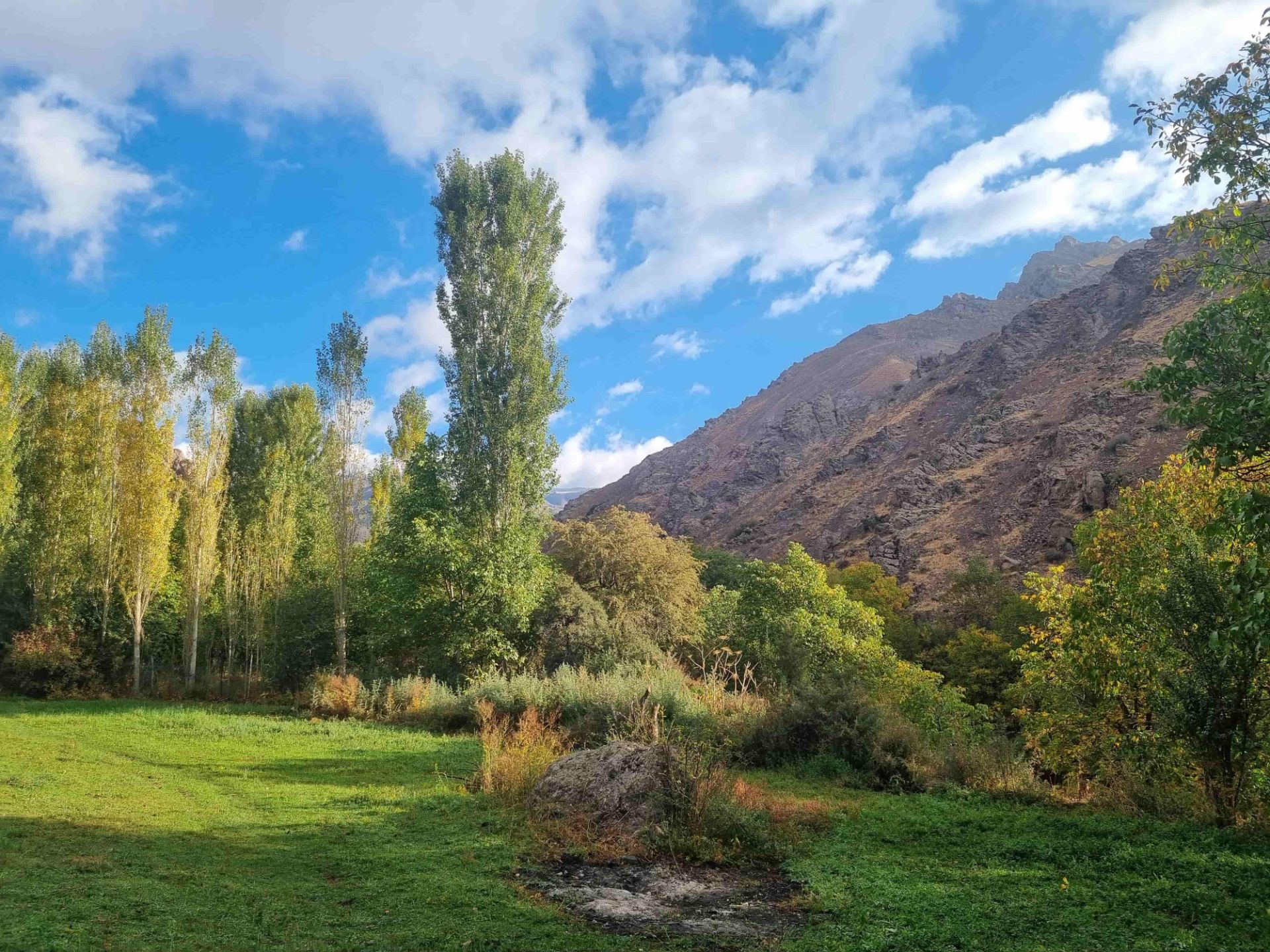 طبیعت طالقان درختان