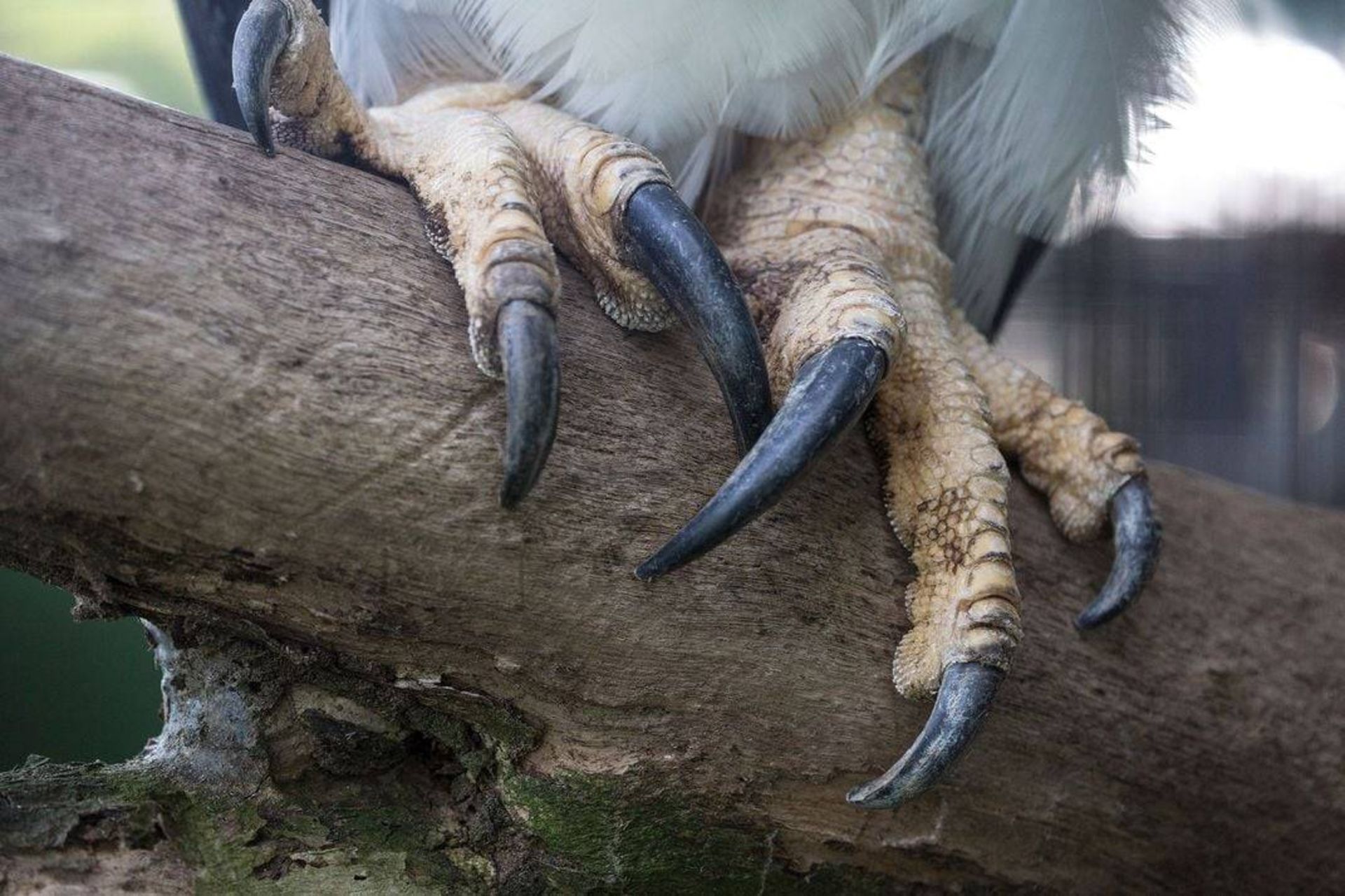 چنگال‌های عقاب هارپی