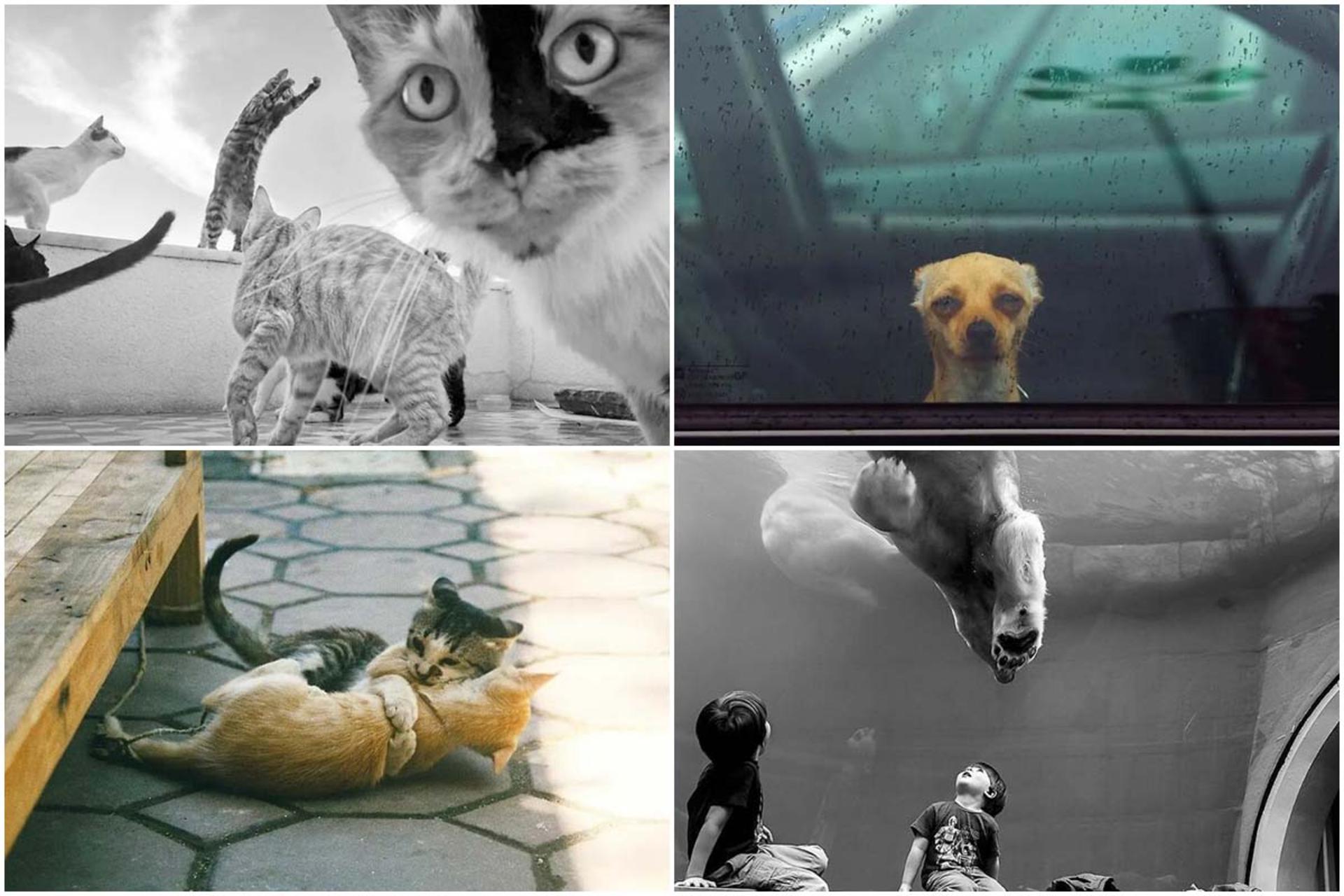 منتخبی از عکس‌های ثبت‌شده از حیوانات که احساساتشان را به نمایش می‌گذارد