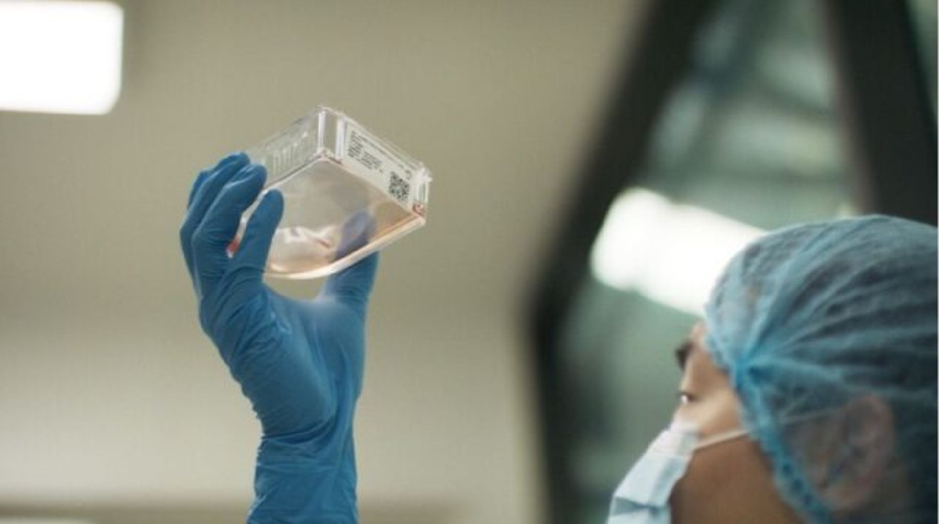 سلول‌های تشکیل‌دهنده‌ی پروتئین گوشت ماموت تولیدشده در آزمایشگاه