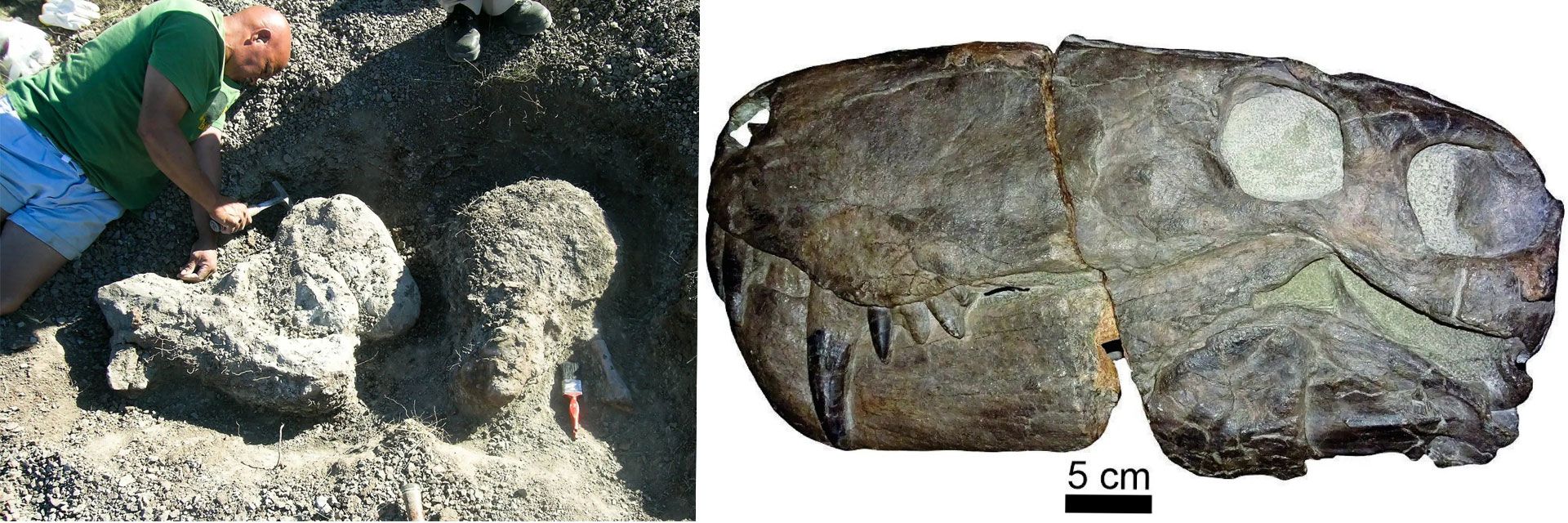 فسیل‌های دندان