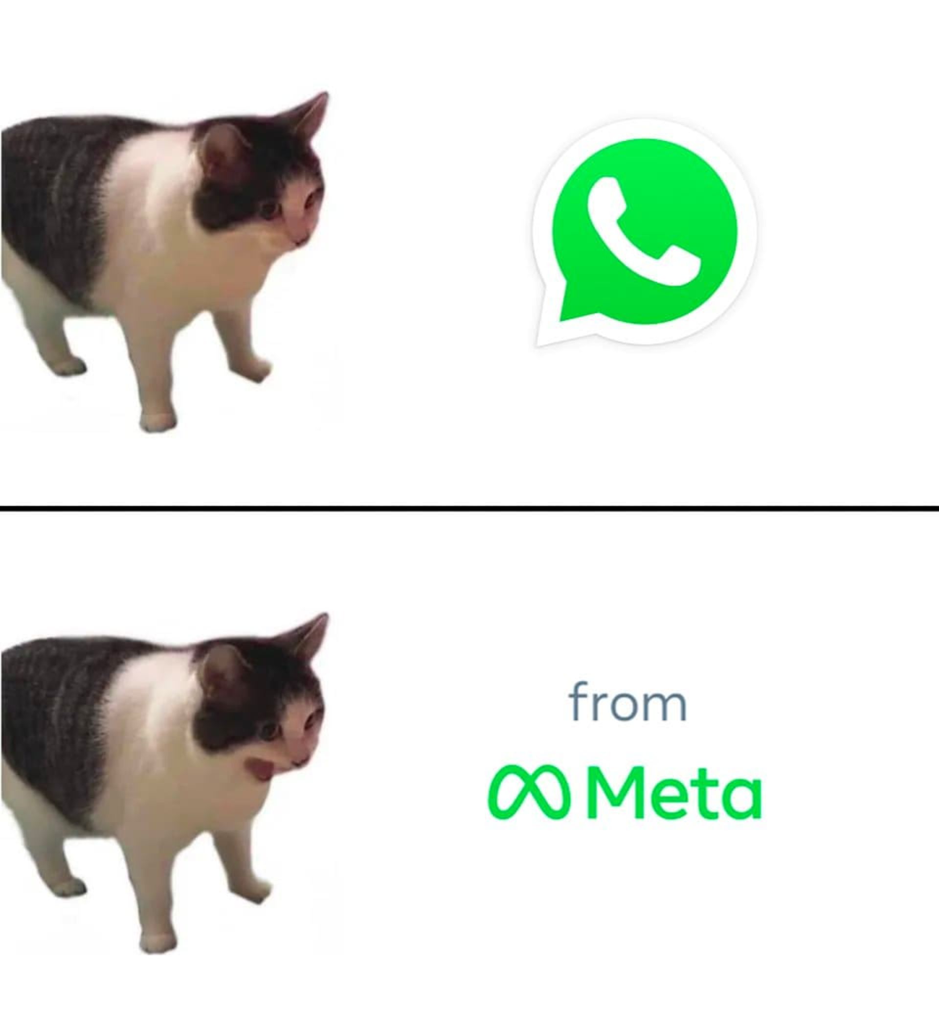 میم تلگرام برای تمسخر واتساپ گربه لوگو WhatsApp
