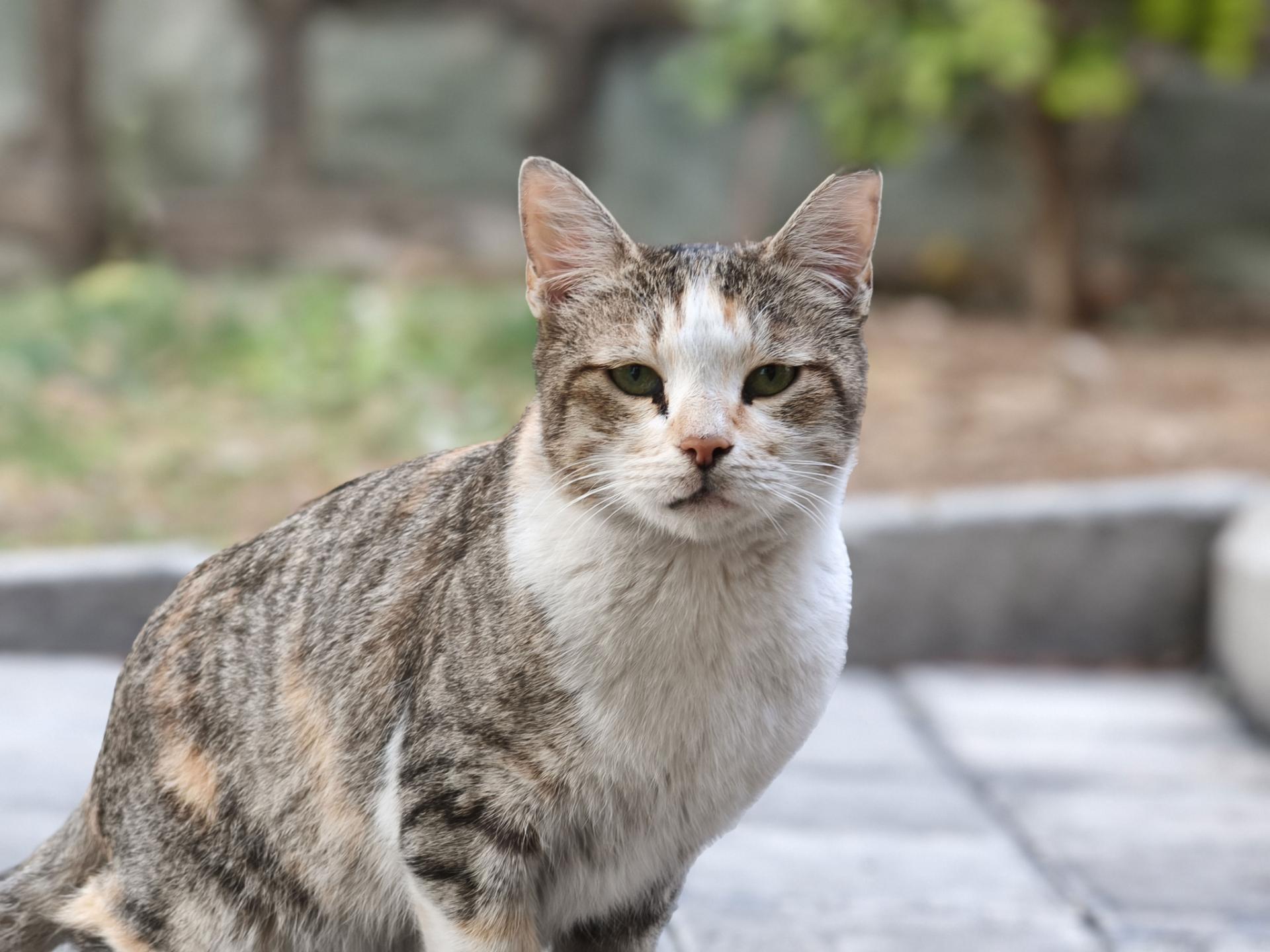 نمای نزدیک از گربه
