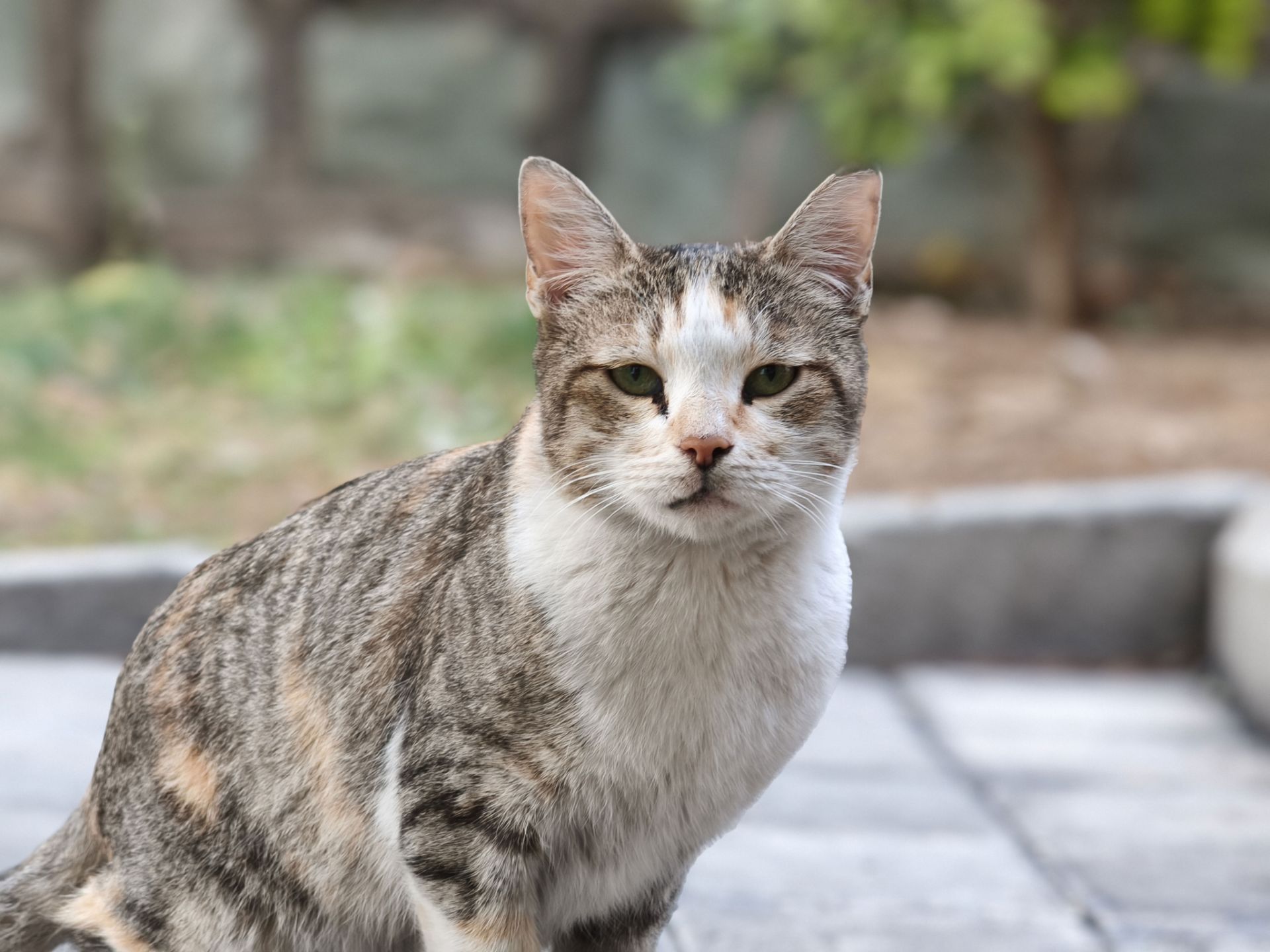 نمای نزدیک از گربه