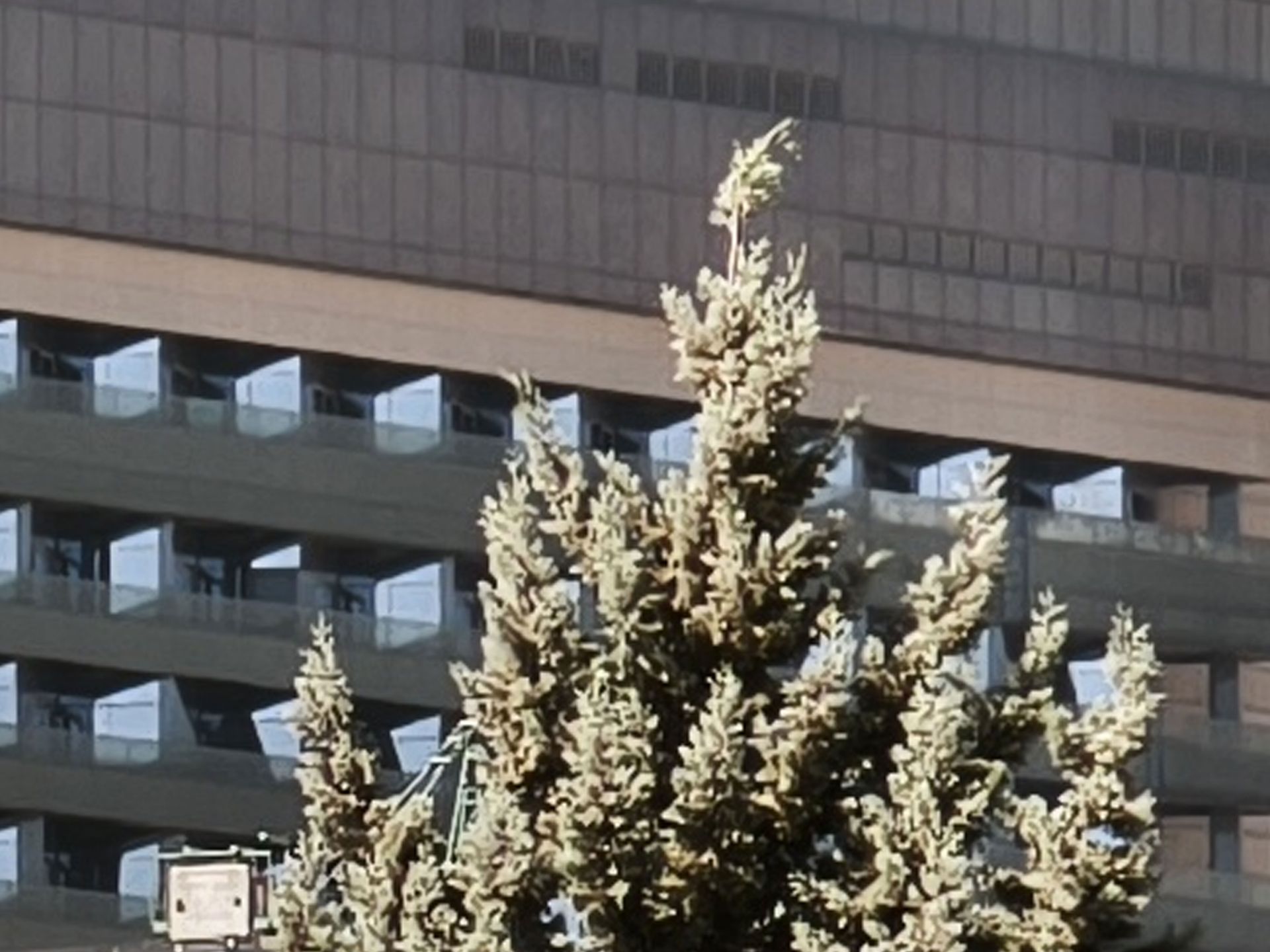 نمای نزدیک از شاخه‌های درخت