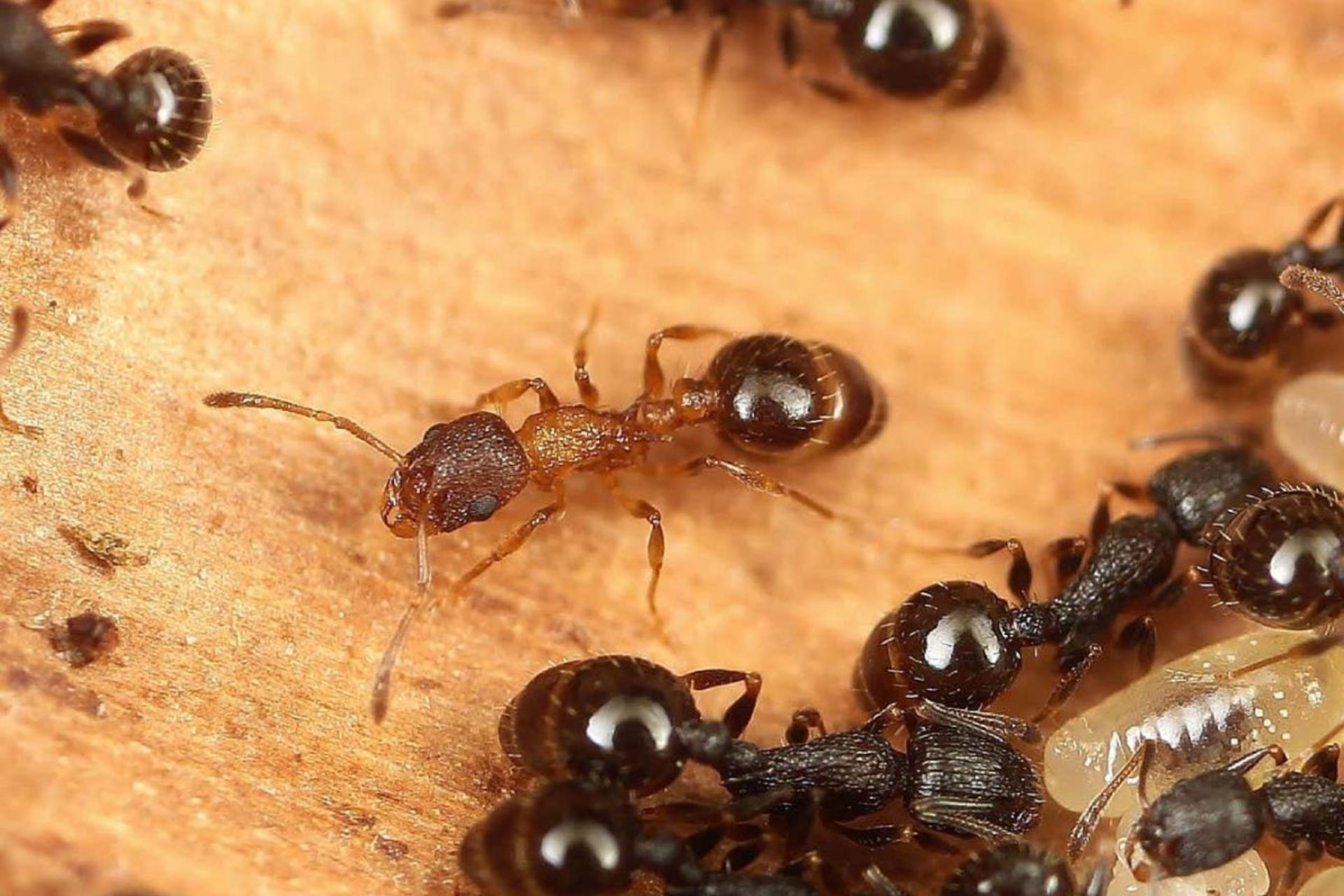 مورچه ملکه تمنوتوراکس کینومورای