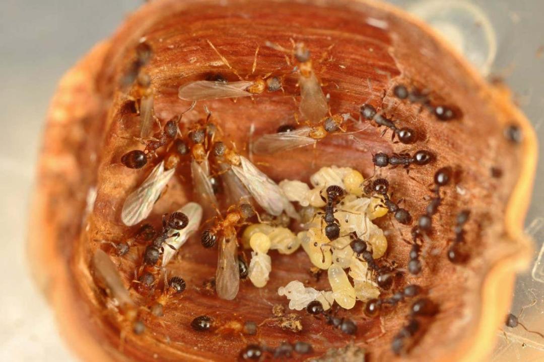 لانه یک ملکه کینومورای تمنوتوراکس