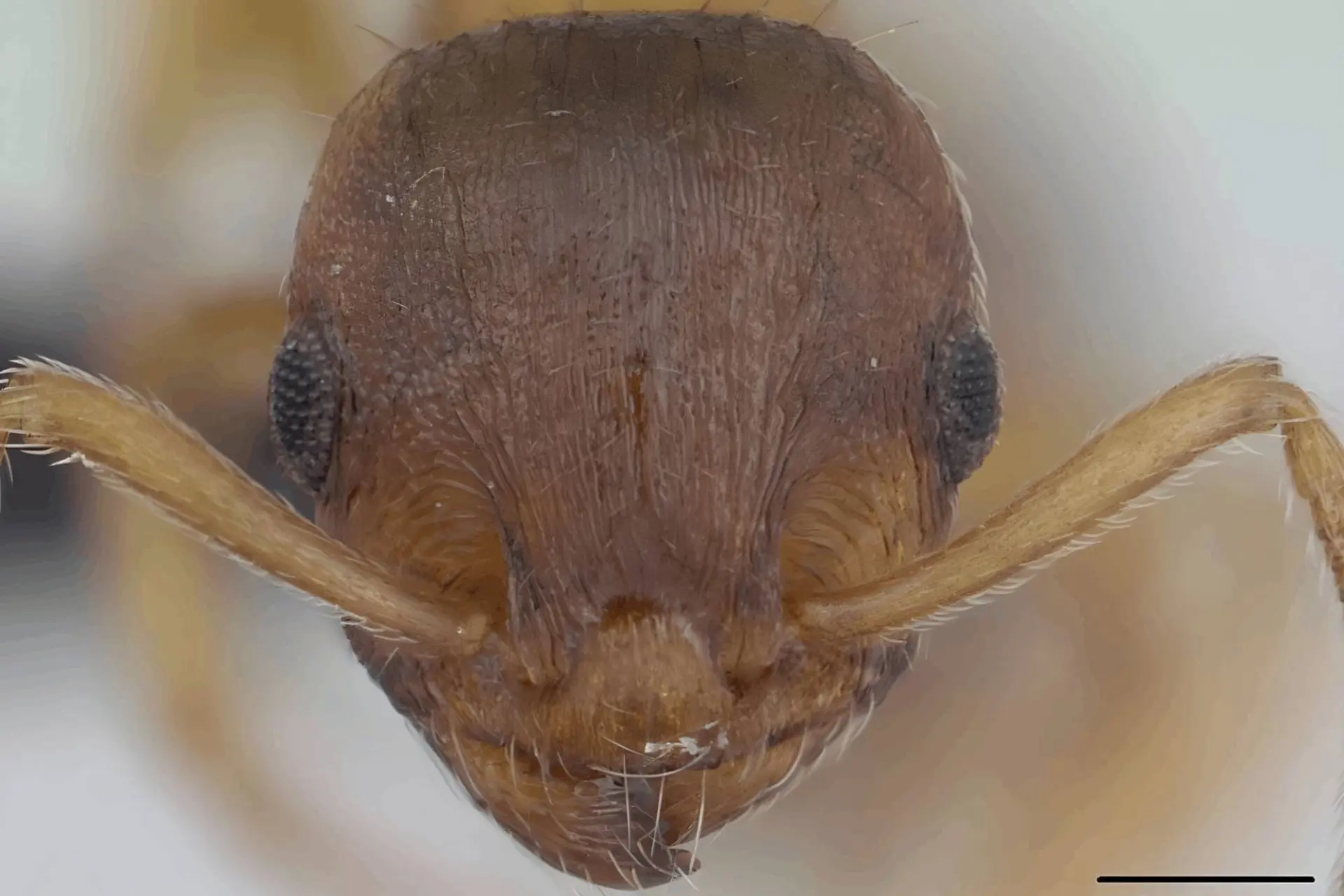 تصویر نزدیک از مورچه گونه Temnothorax nylanderi