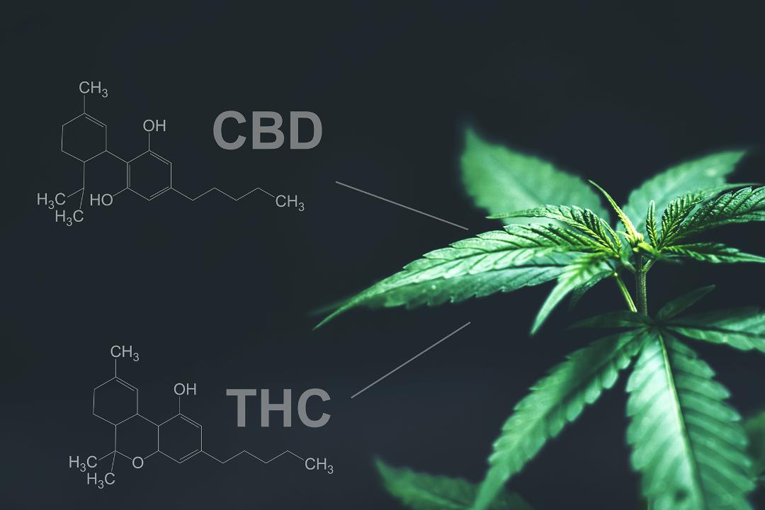 گیاه کانابیس یا ماریجوانا با پس‌زمینه تیره و فرمول محرک‌های عصبی THC و CBD