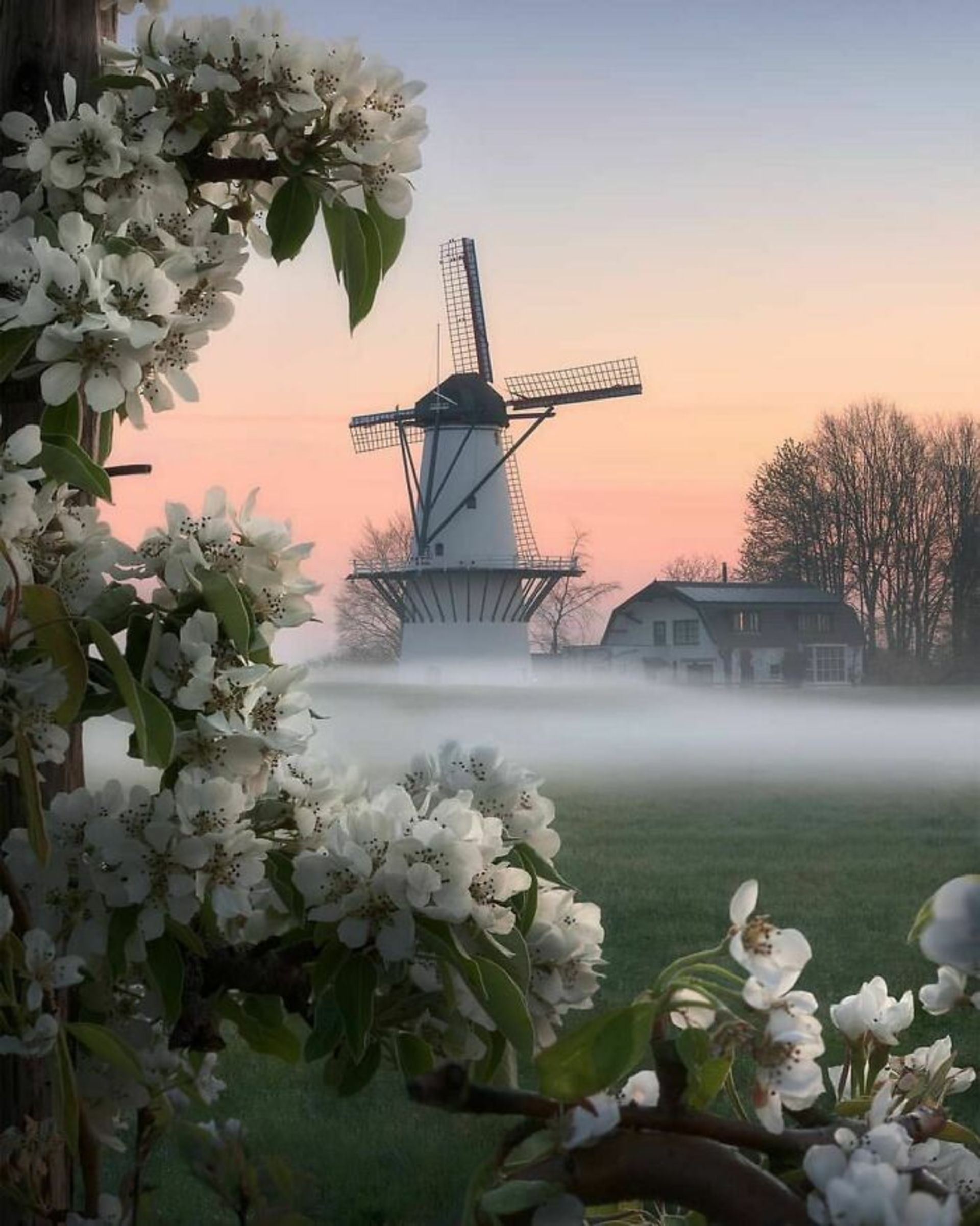 آسیاب بادی در طبیعت هلند