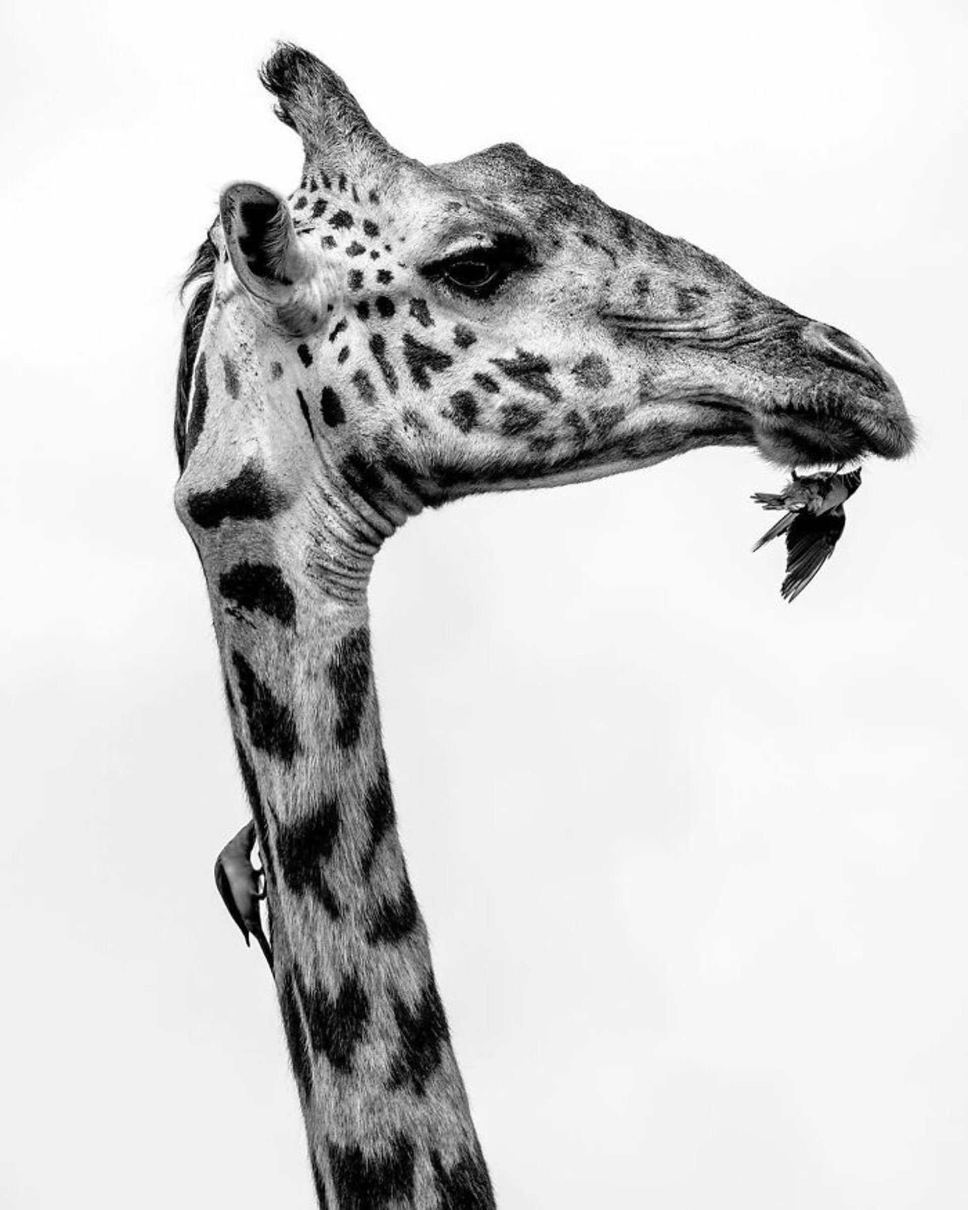 پرنده زیر چانه زرافه